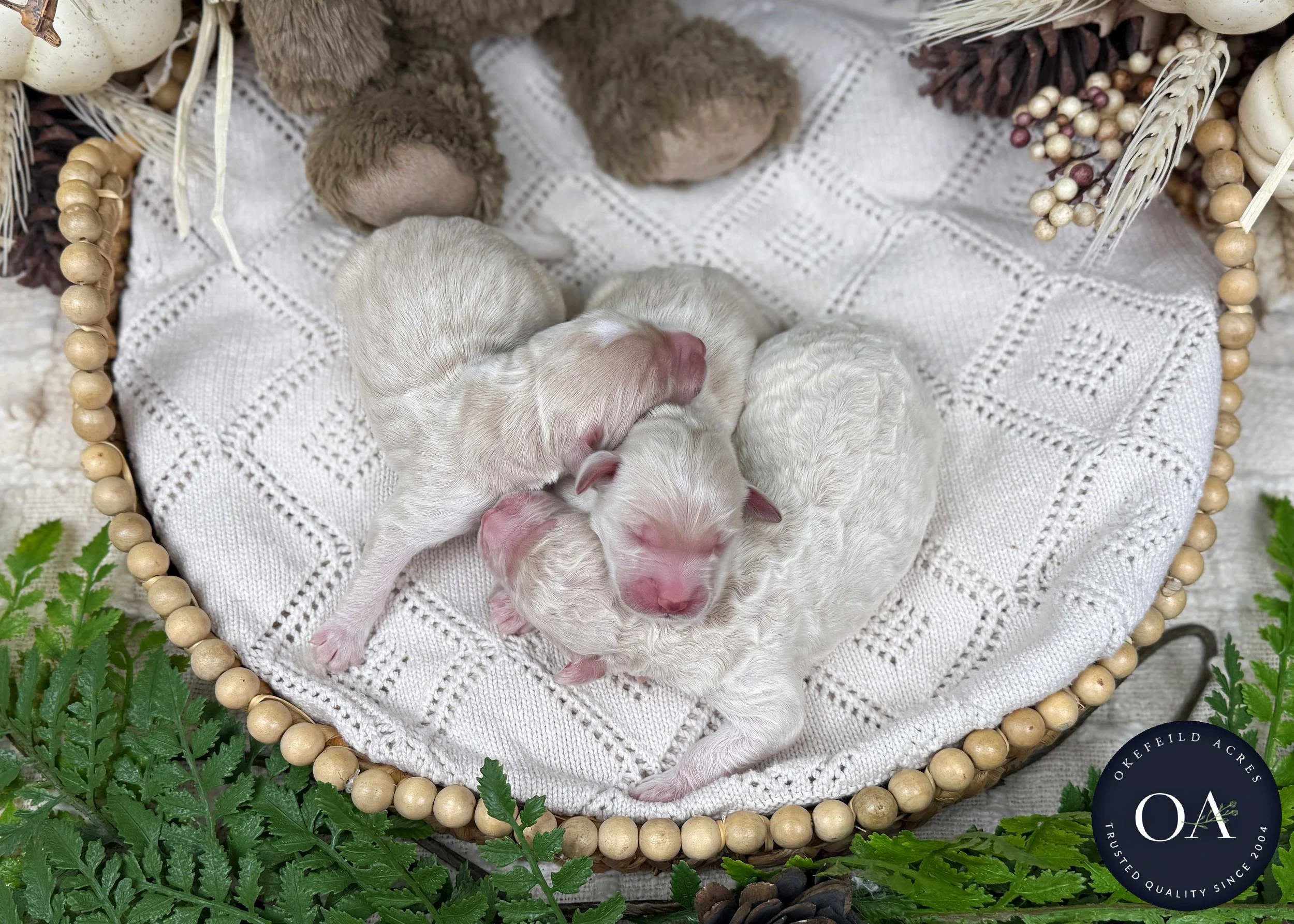 Willow-Male-F2b-Medium-English-Teddy-Bear-Goldendoodle-Puppies-For-Sale-Okefeild-Acres-Missouri-4.jpg (Copy) (Copy) (Copy)