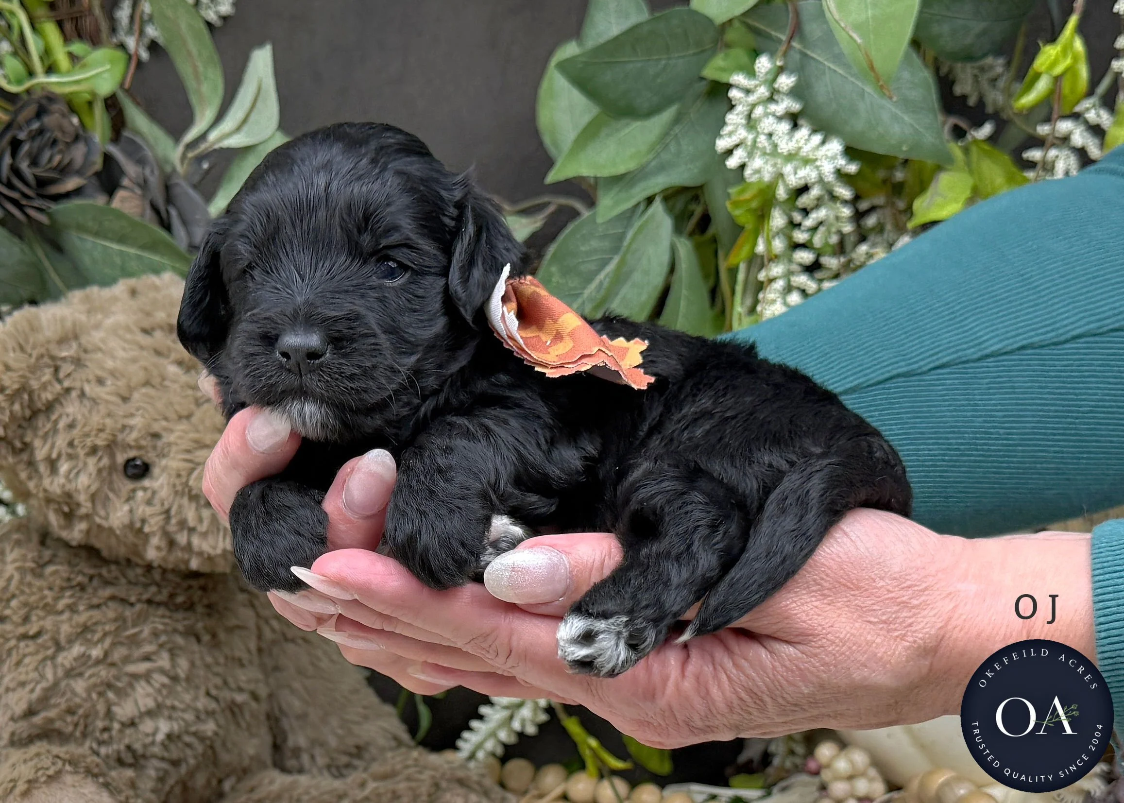 Black-OJ-F2b-Medium-English-Teddy-Bear-Goldendoodle-Puppy-For-Sale-Okefeild-Acres-Missouri-2.jpg