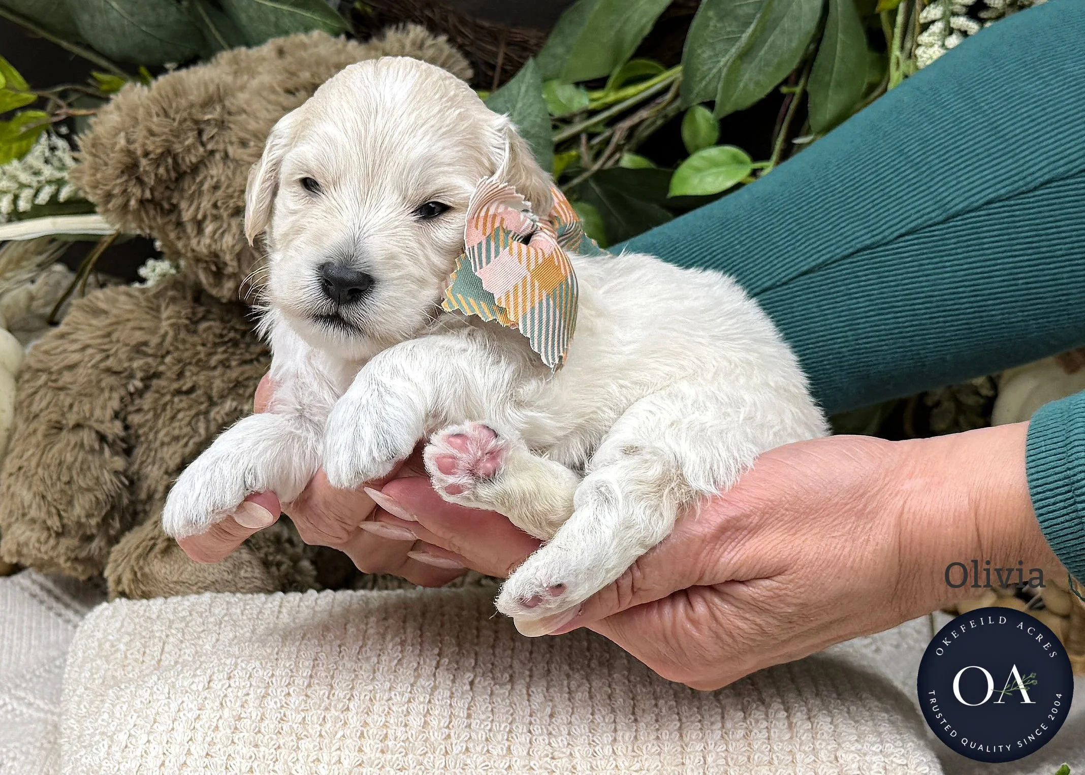 Light-Apricot-Olivia-F2b-Medium-English-Teddy-Bear-Goldendoodle-Puppy-For-Sale-Okefeild-Acres-Missouri-2.jpg