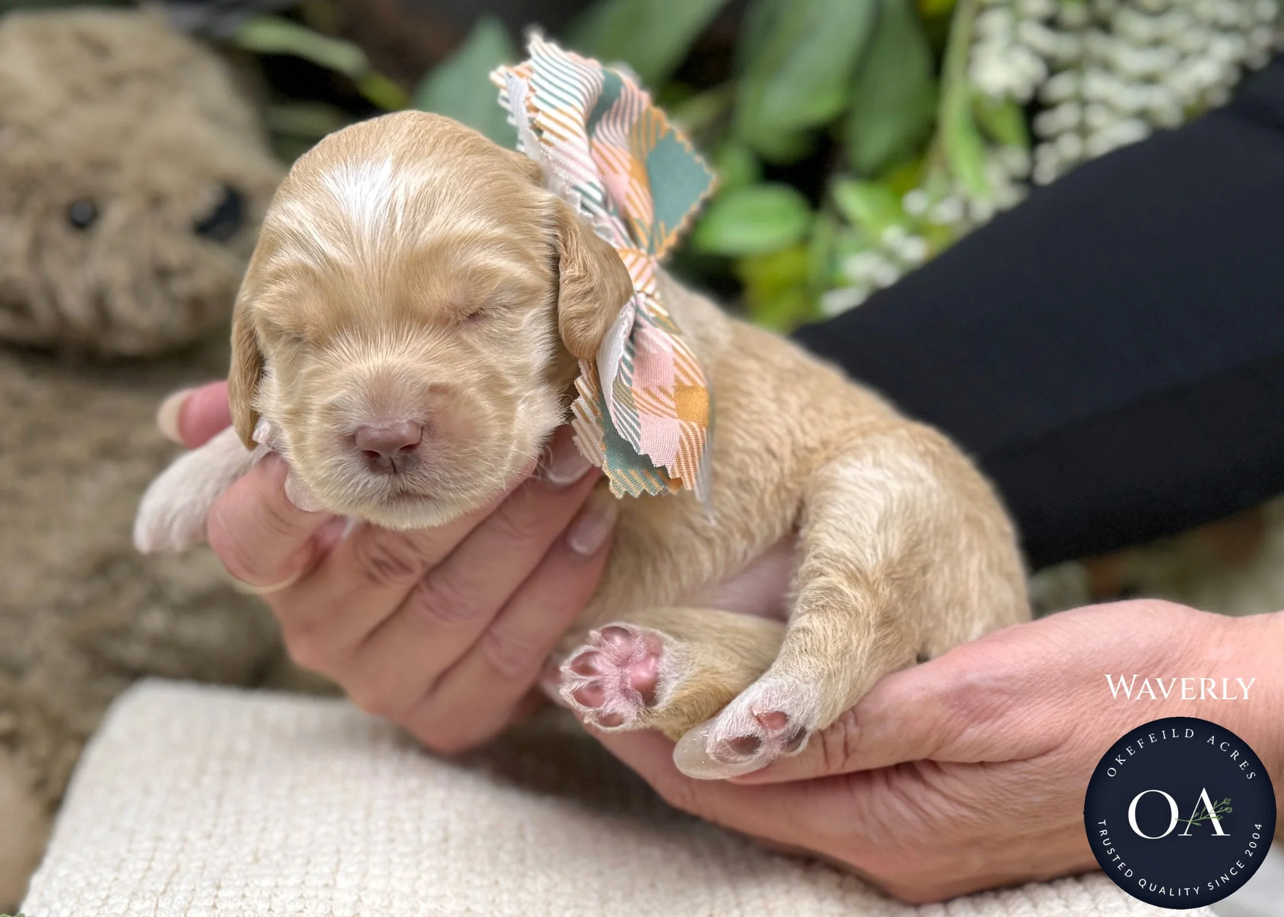 Apricot-Waverly-Female-F2b-Medium-English-Teddy-Bear-Goldendoodle-Puppy-For-Sale-Okefeild-Acres-Missouri-1.jpg (Copy) (Copy) (Copy)