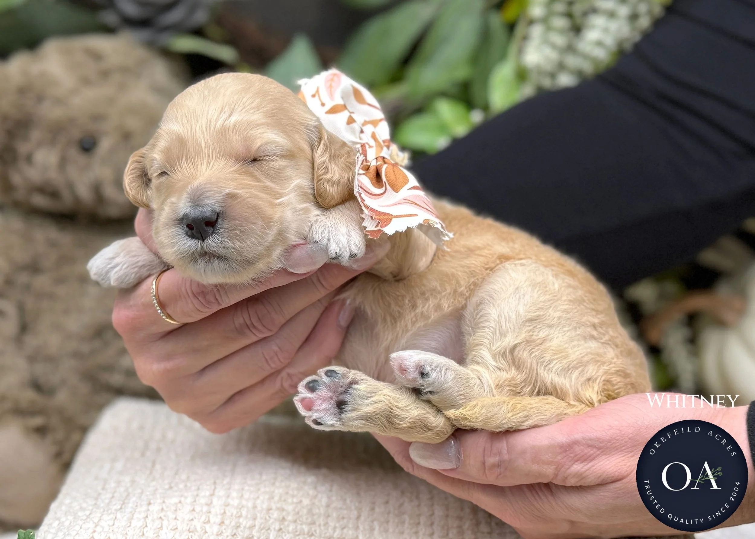 Apricot-Whitney-Female-F2b-Medium-English-Teddy-Bear-Goldendoodle-Puppy-For-Sale-Okefeild-Acres-Missouri-1.jpg (Copy) (Copy) (Copy)