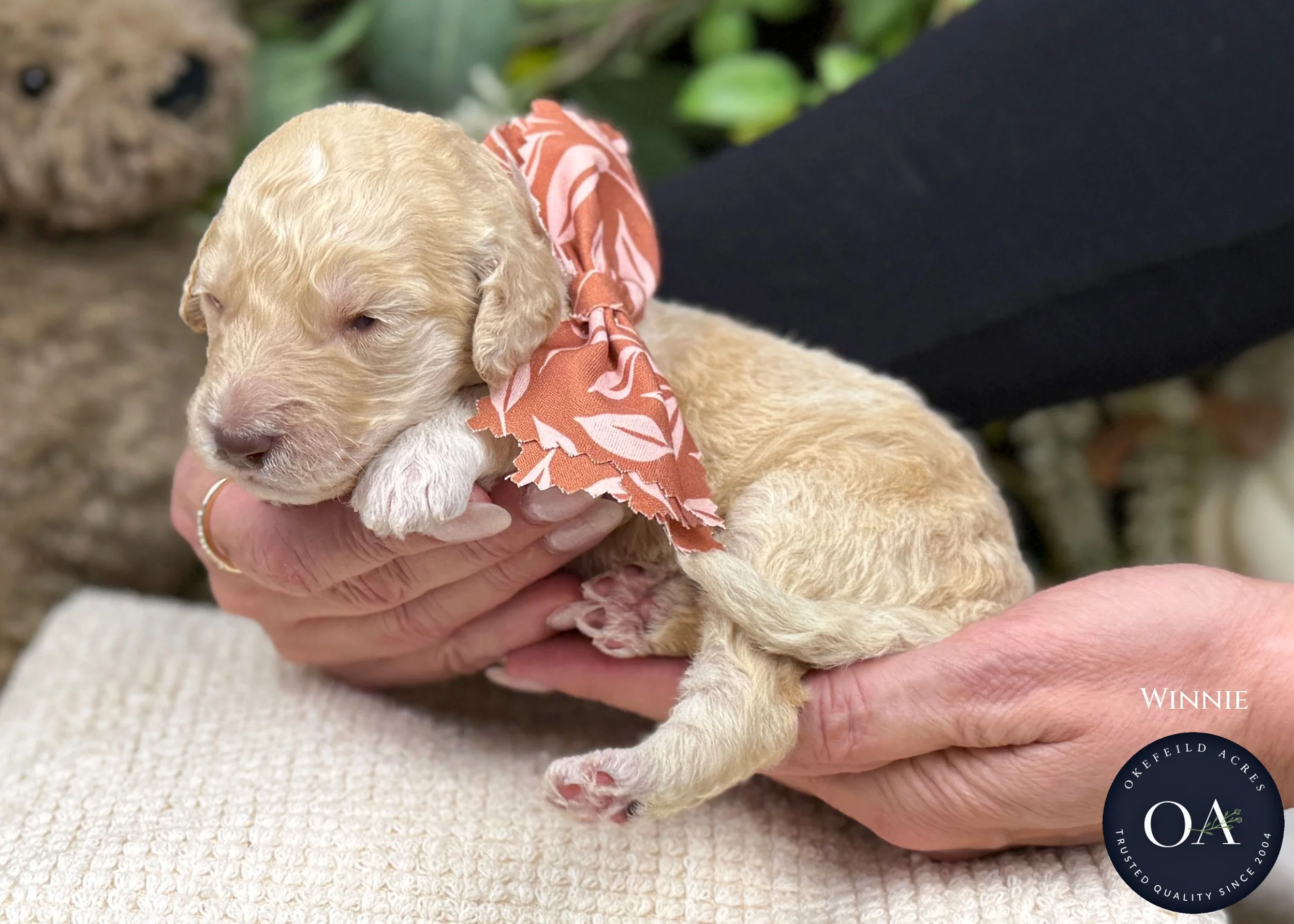 Apricot-Winnie-Female-F2b-Medium-English-Teddy-Bear-Goldendoodle-Puppy-For-Sale-Okefeild-Acres-Missouri-1.jpg (Copy) (Copy) (Copy)