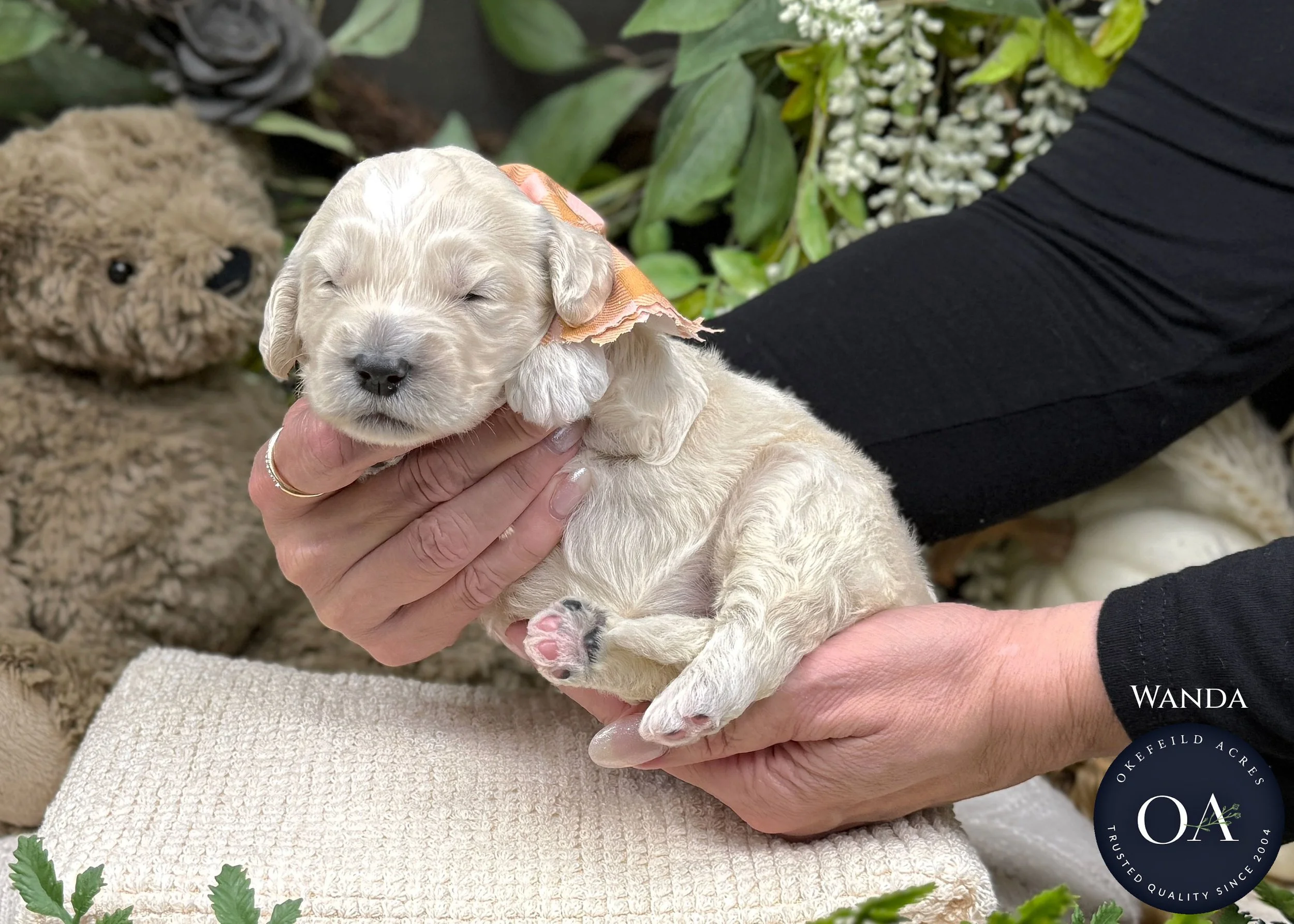 Cream-Wanda-Female-F2b-Medium-English-Teddy-Bear-Goldendoodle-Puppy-For-Sale-Okefeild-Acres-Missouri-1.jpg (Copy) (Copy) (Copy)
