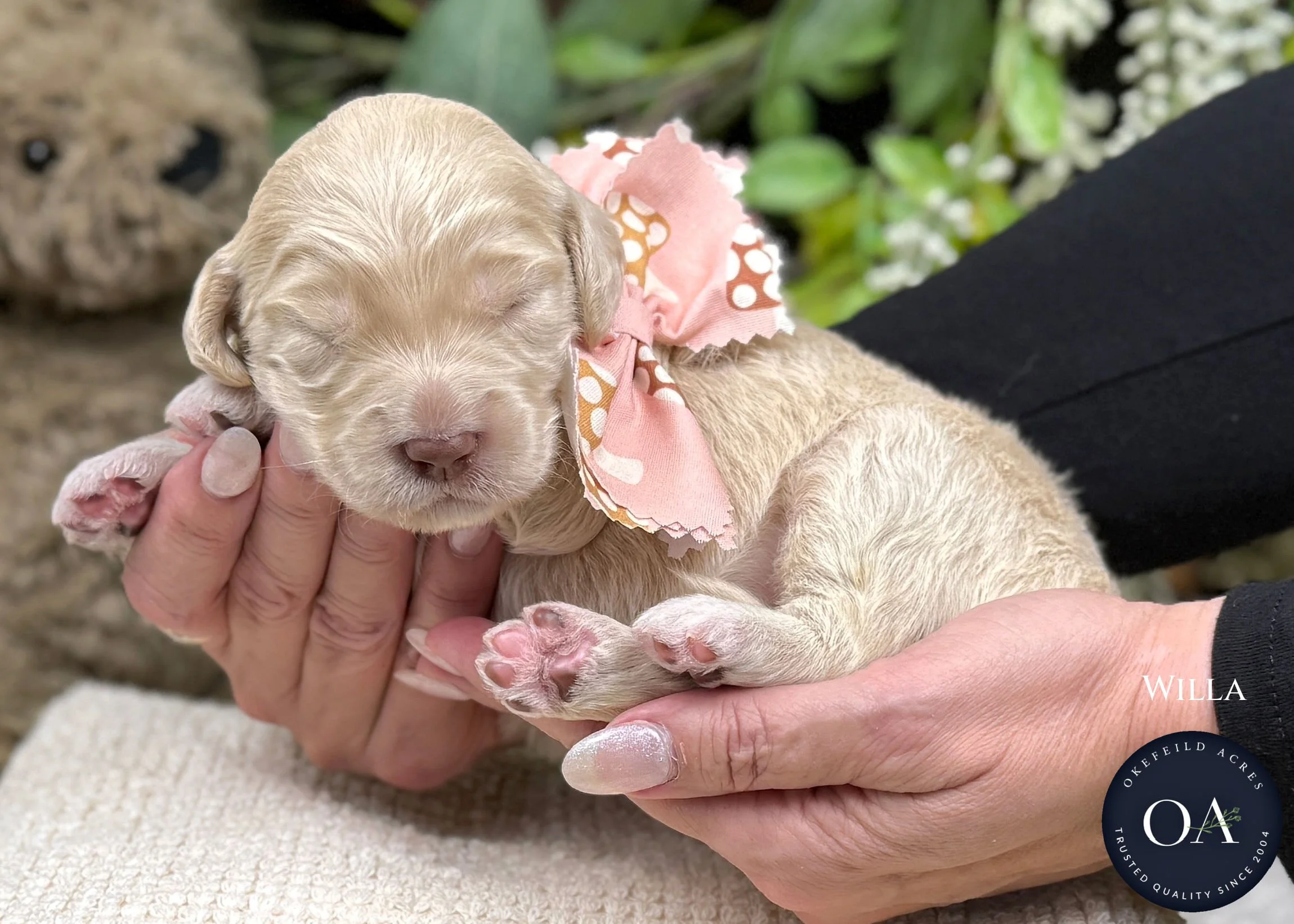 Cream-Willa-Female-F2b-Medium-English-Teddy-Bear-Goldendoodle-Puppy-For-Sale-Okefeild-Acres-Missouri-1.jpg (Copy) (Copy) (Copy)