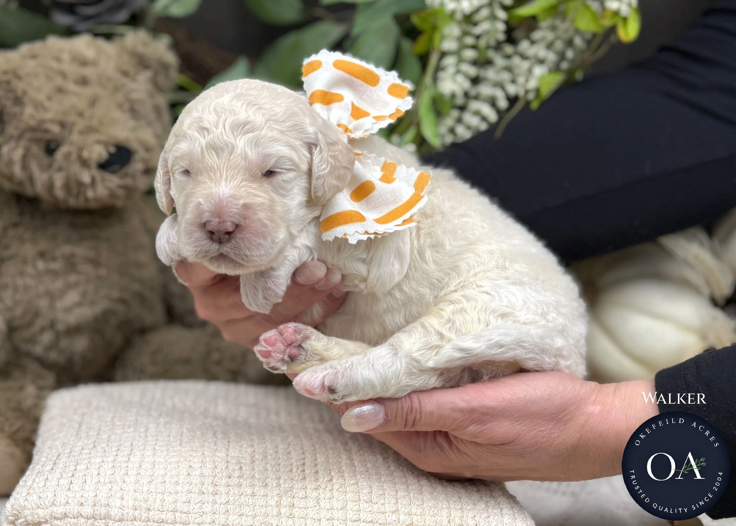 Cream-Walker-Male-F2b-Medium-English-Teddy-Bear-Goldendoodle-Puppy-For-Sale-Okefeild-Acres-Missouri-1.jpg (Copy) (Copy) (Copy)