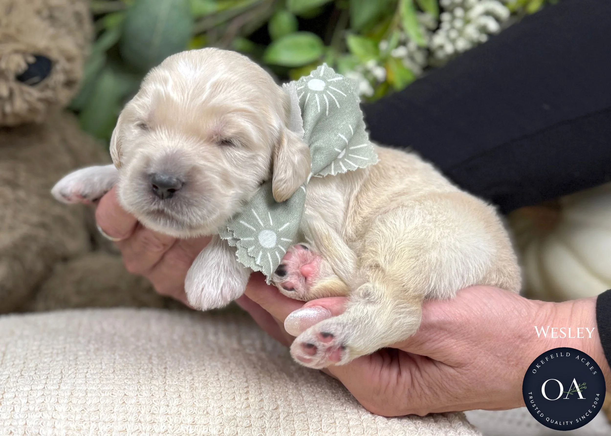 Cream-Wesley-Male-F2b-Medium-English-Teddy-Bear-Goldendoodle-Puppy-For-Sale-Okefeild-Acres-Missouri-1.jpg (Copy) (Copy) (Copy)