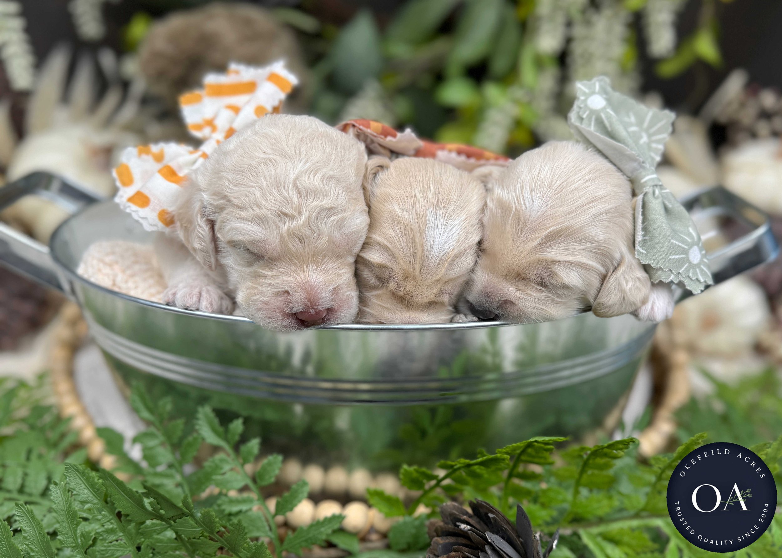 Willow-Male-F2b-Medium-English-Teddy-Bear-Goldendoodle-Puppy-For-Sale-Okefeild-Acres-Missouri-1.jpg (Copy) (Copy) (Copy)