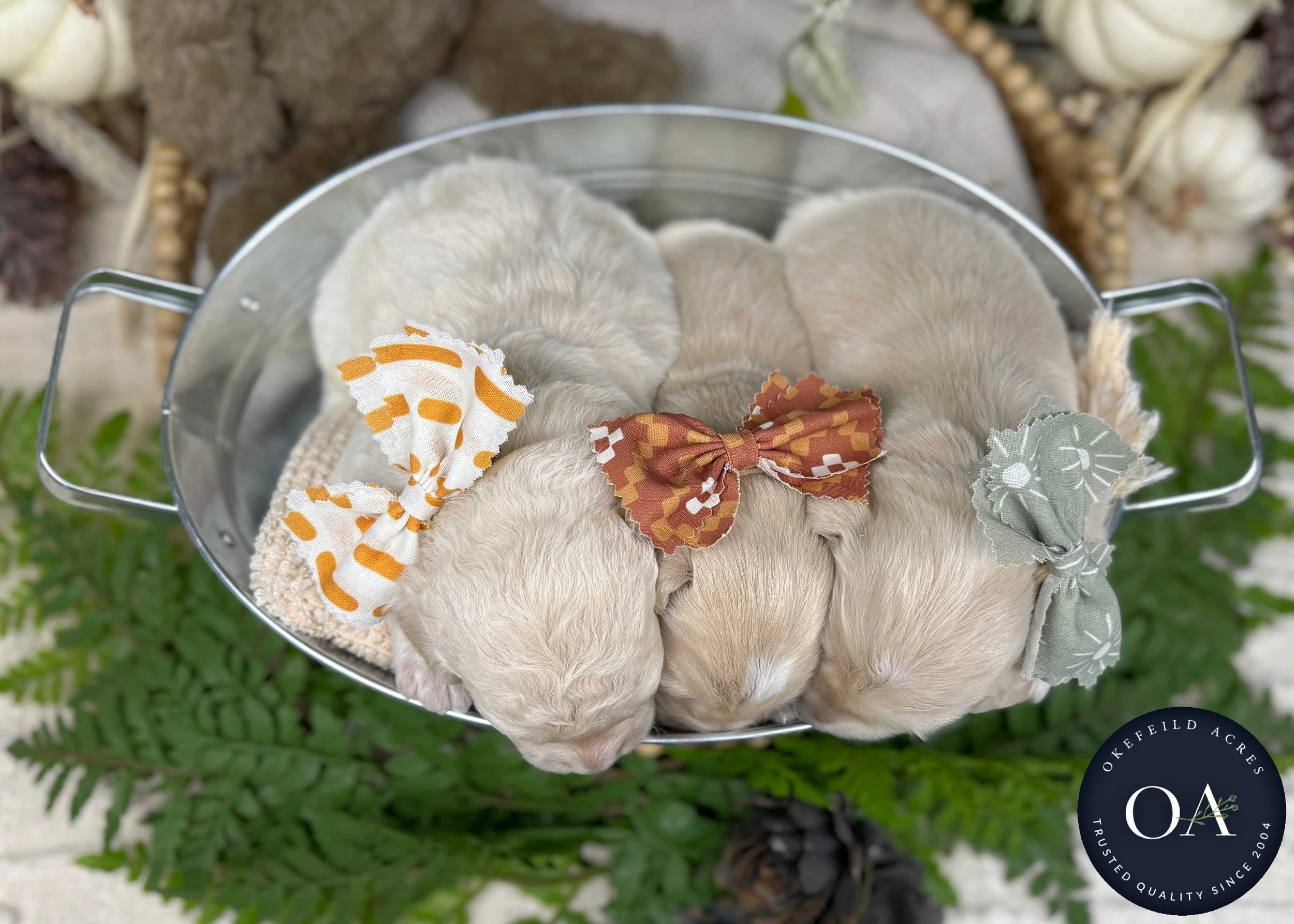 Willow-Male-F2b-Medium-English-Teddy-Bear-Goldendoodle-Puppy-For-Sale-Okefeild-Acres-Missouri-2.jpg (Copy) (Copy) (Copy)
