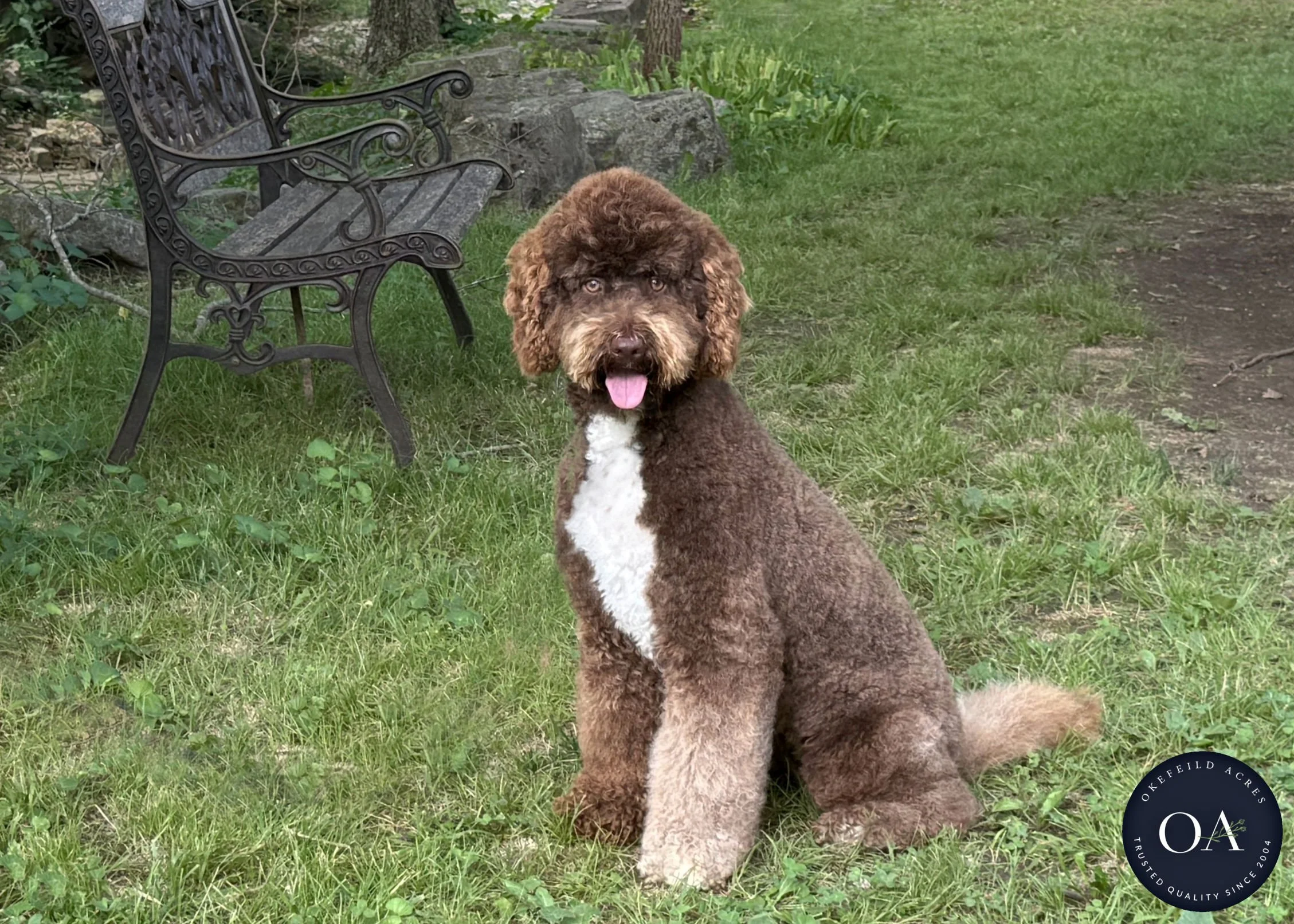 Ariana-F2b-Medium-English-Teddy-Bear-Goldendoodle-Dam-Okefeild-Acres-Missouri-4.jpg