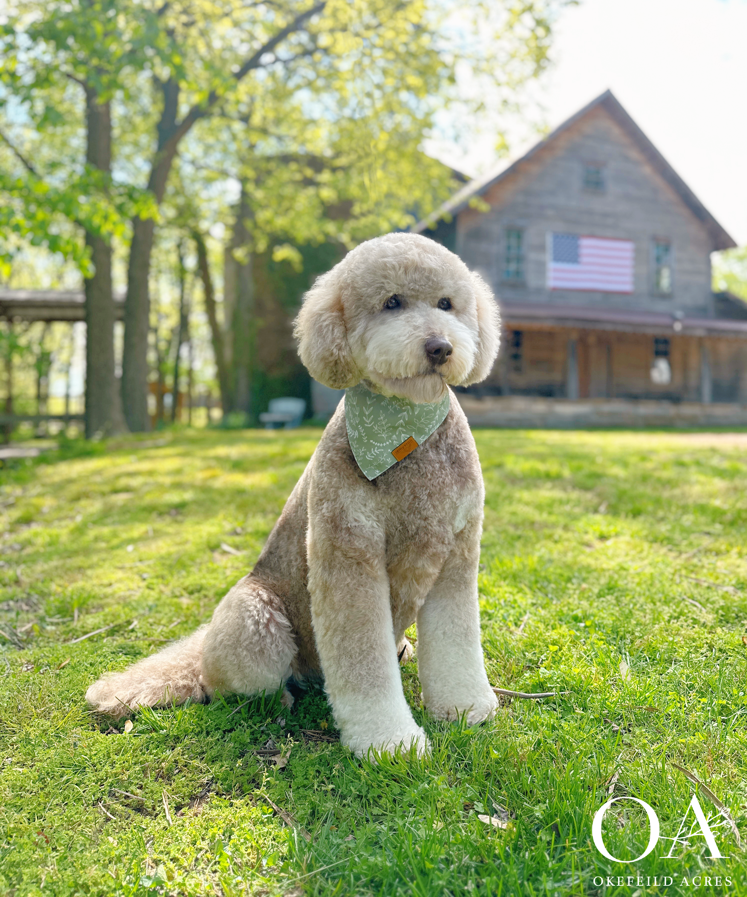 Abbey-Okefeild-Acres-F2b-Standard-English-Teddybear-Goldendoodle-Dam-1.png