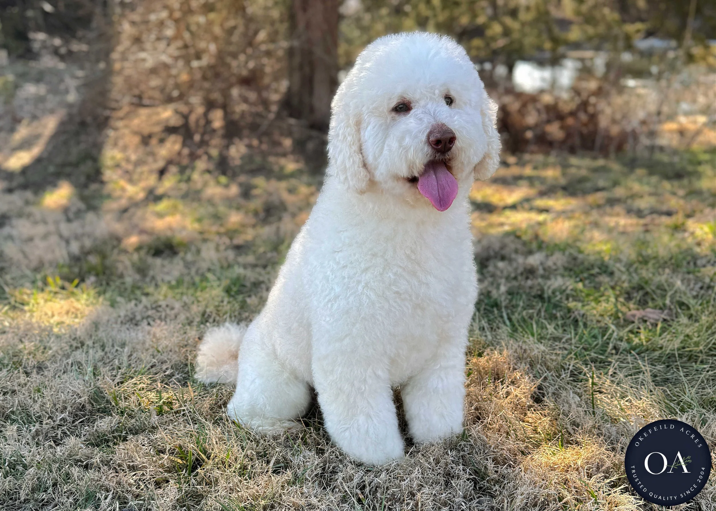 Armani-Okefeild-Acres-F1b-Mini-English-Teddybear-Goldendoodle-Sire-Okefeild-Acres-103.jpg