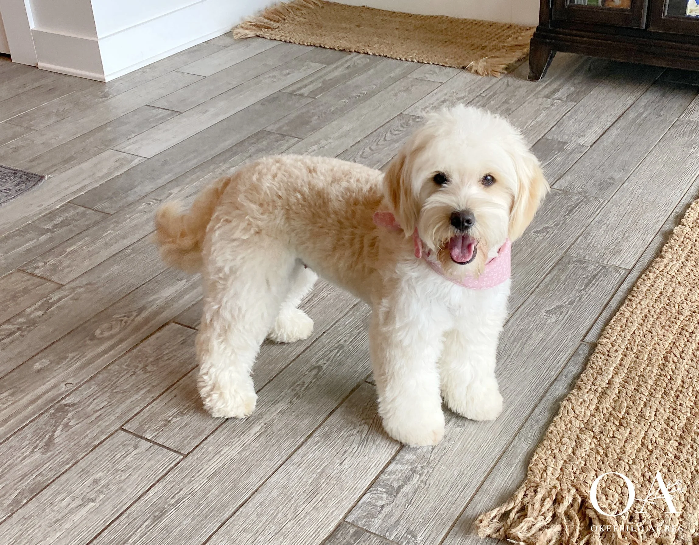 Darla-Okefeild-Acres-F1-Mini-English-Teddybear-Goldendoodle-Dam-4.jpg