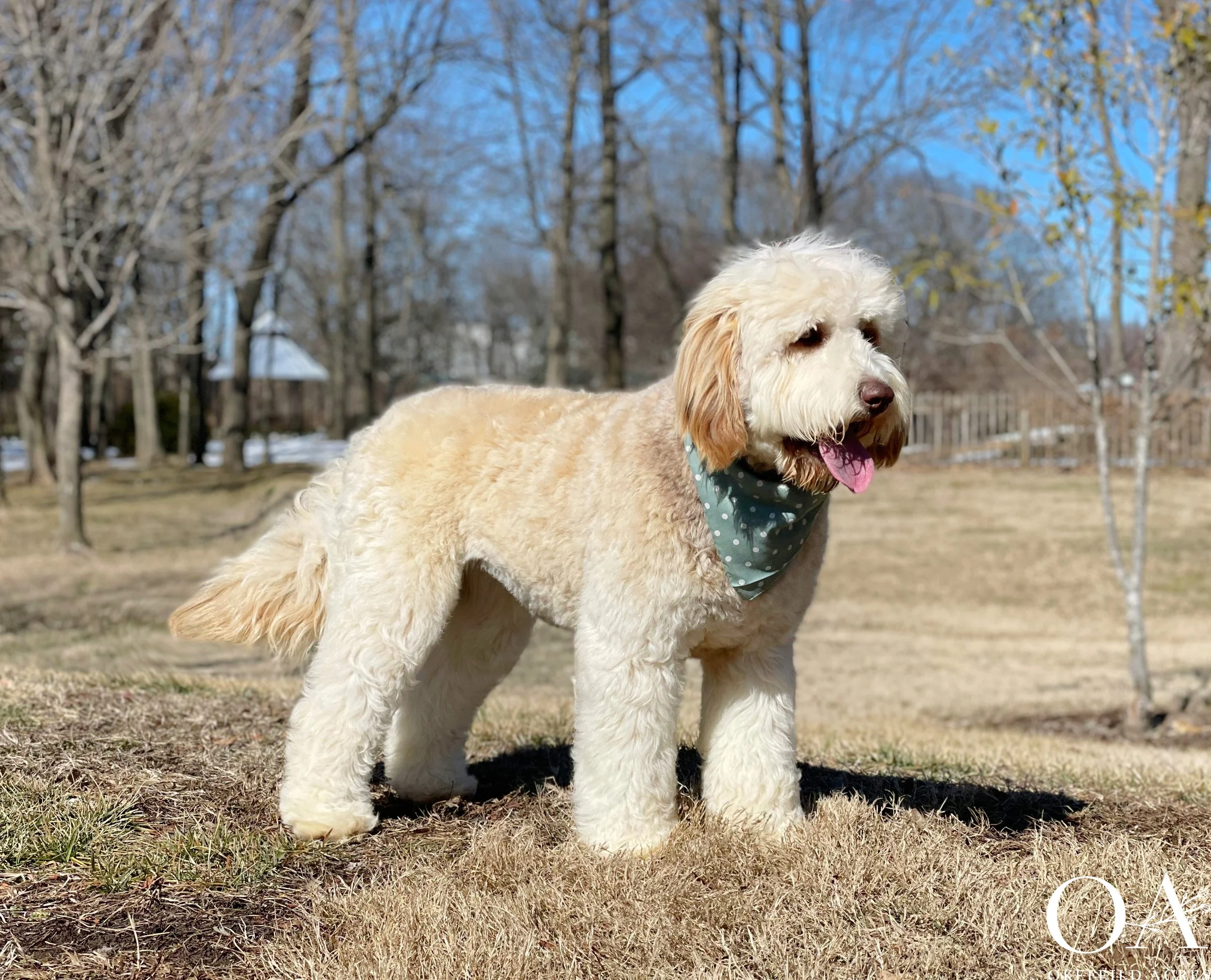 Dolce-F2b-standard-teddybear-goldendoodle-sable-okefeild-acres-4.jpg