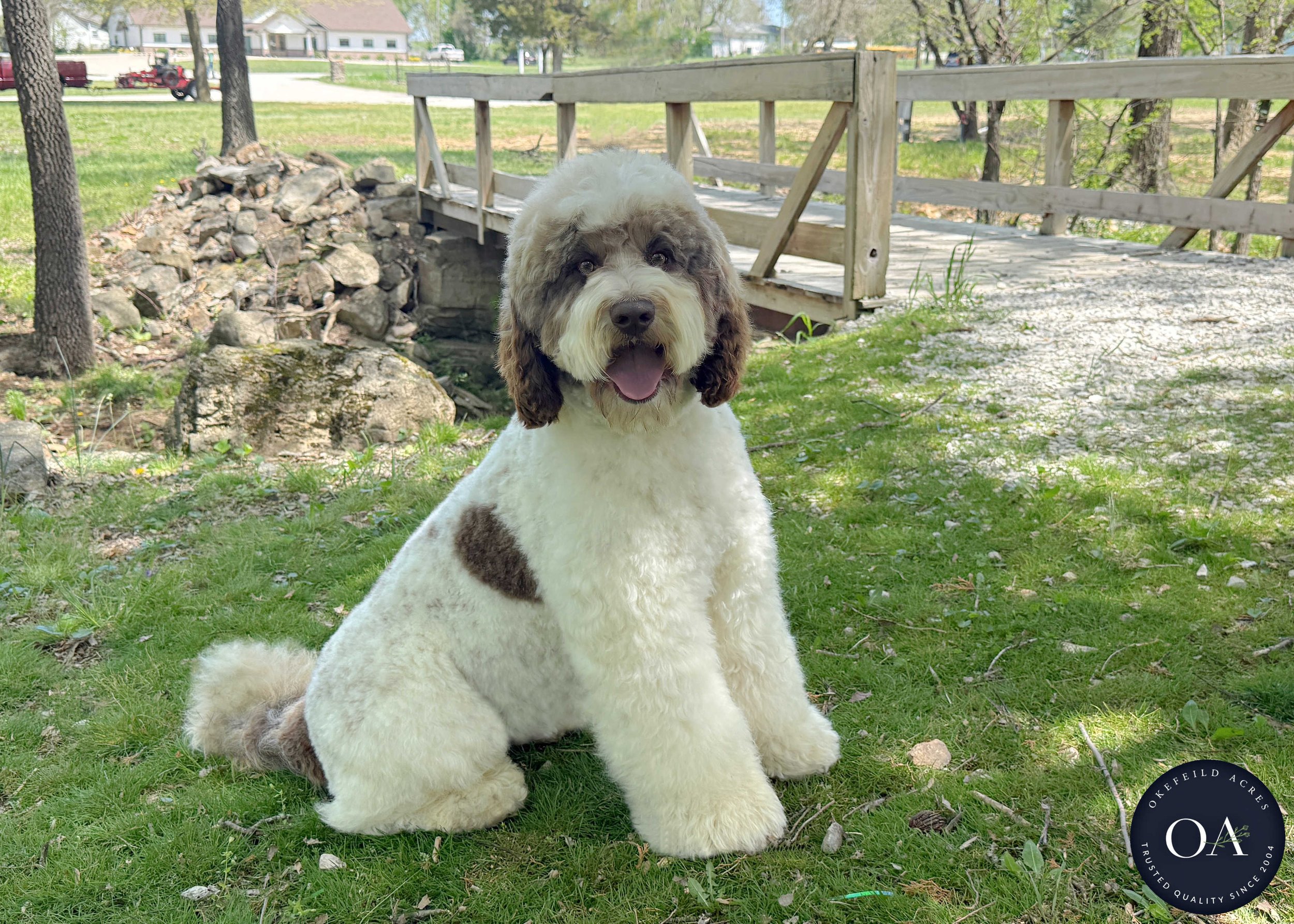 Gunner-Gillian-F1b-Medium-English-Teddybear-Goldendoodle-Sire-Okefeild-Acres-Missouri-1.jpg