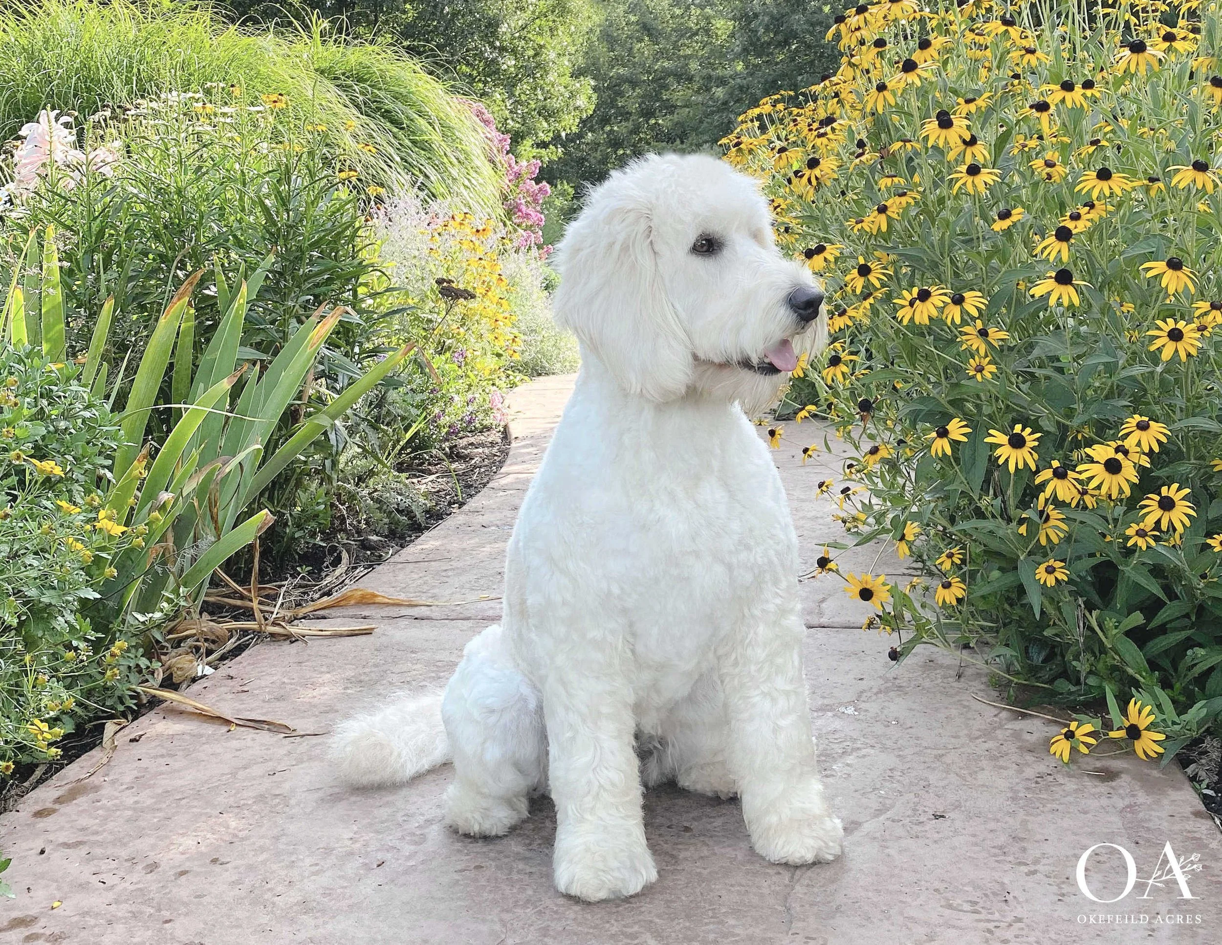 Millie-Okefeild-Acres-F2b-Mini-English-Teddybear-Goldendoodle-Dam-SEO.jpg