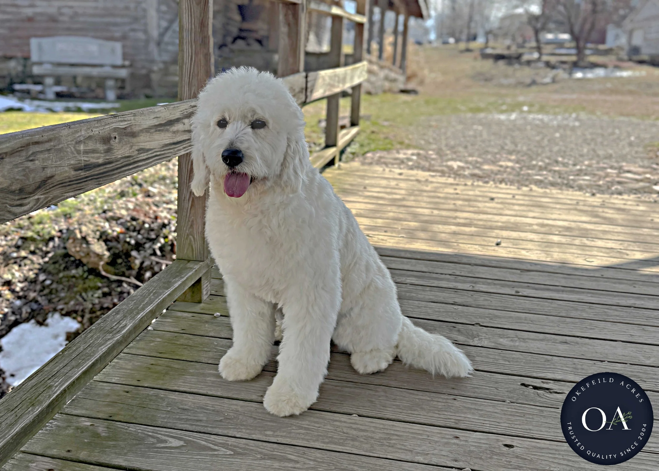 Teagan-F1-Standard-English-Teddybear-Goldendoodle-Okefeild-Acres-Missouri-3.jpg