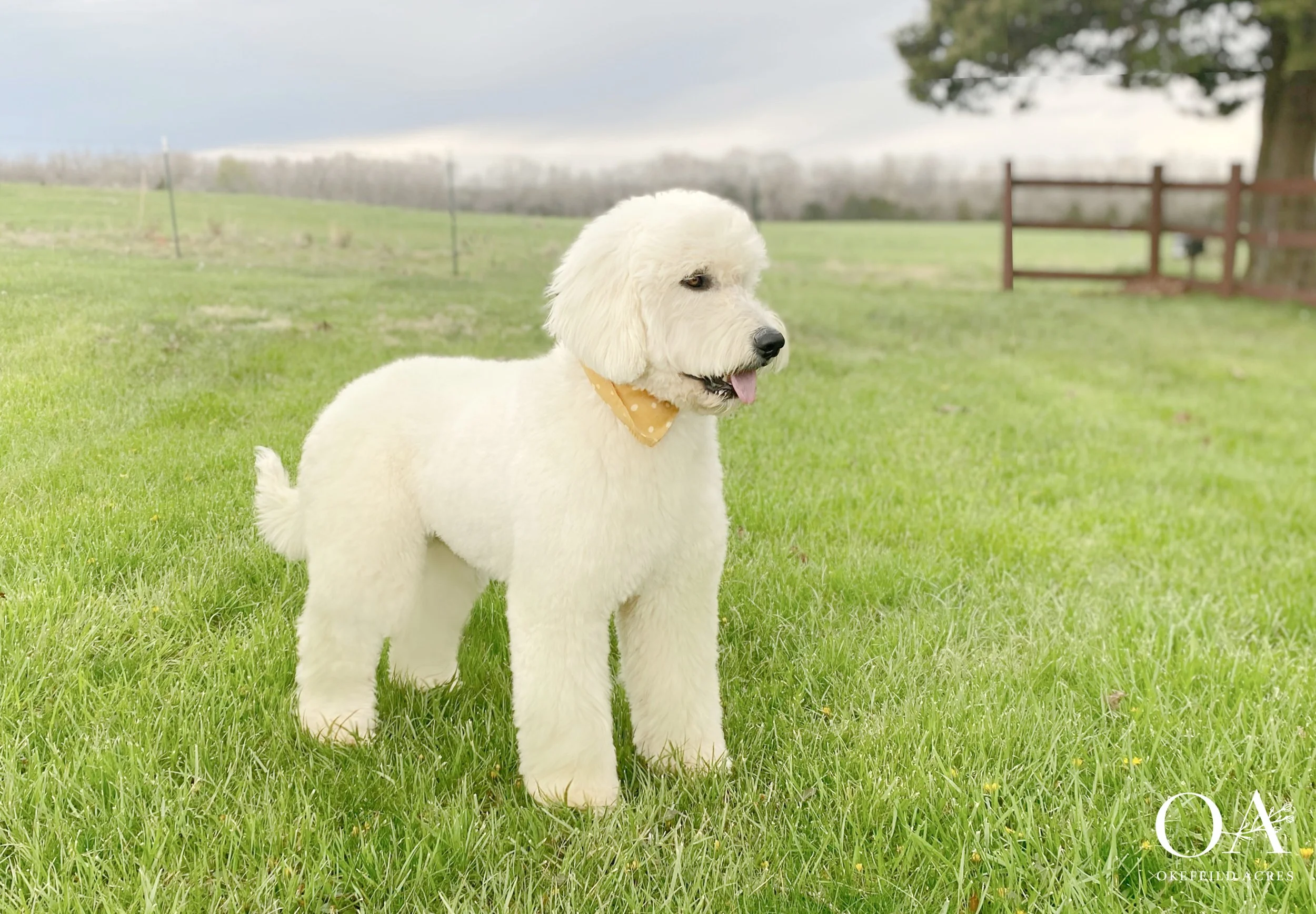 Willow-F1-Standard-English-Teddybear-Goldendoodle-OkefeildAcres-2.jpg