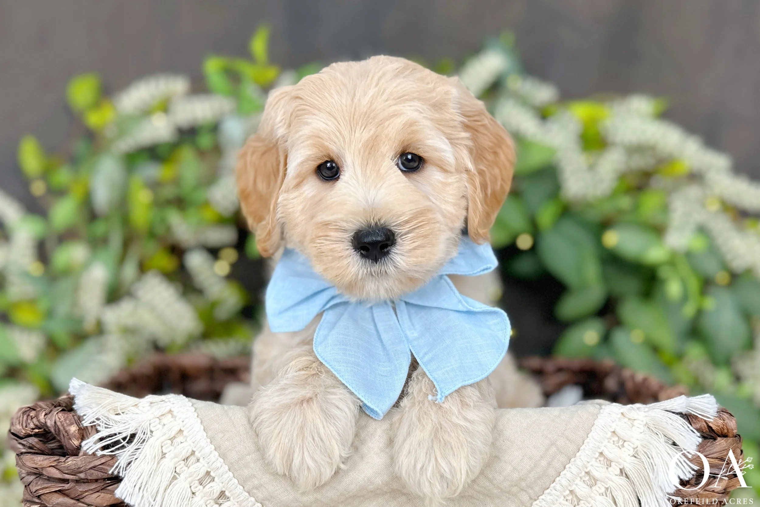Apricot-Light-Nolan-f1b-mini-english-teddbear-goldendoodle-okefeild-acres-4.jpg