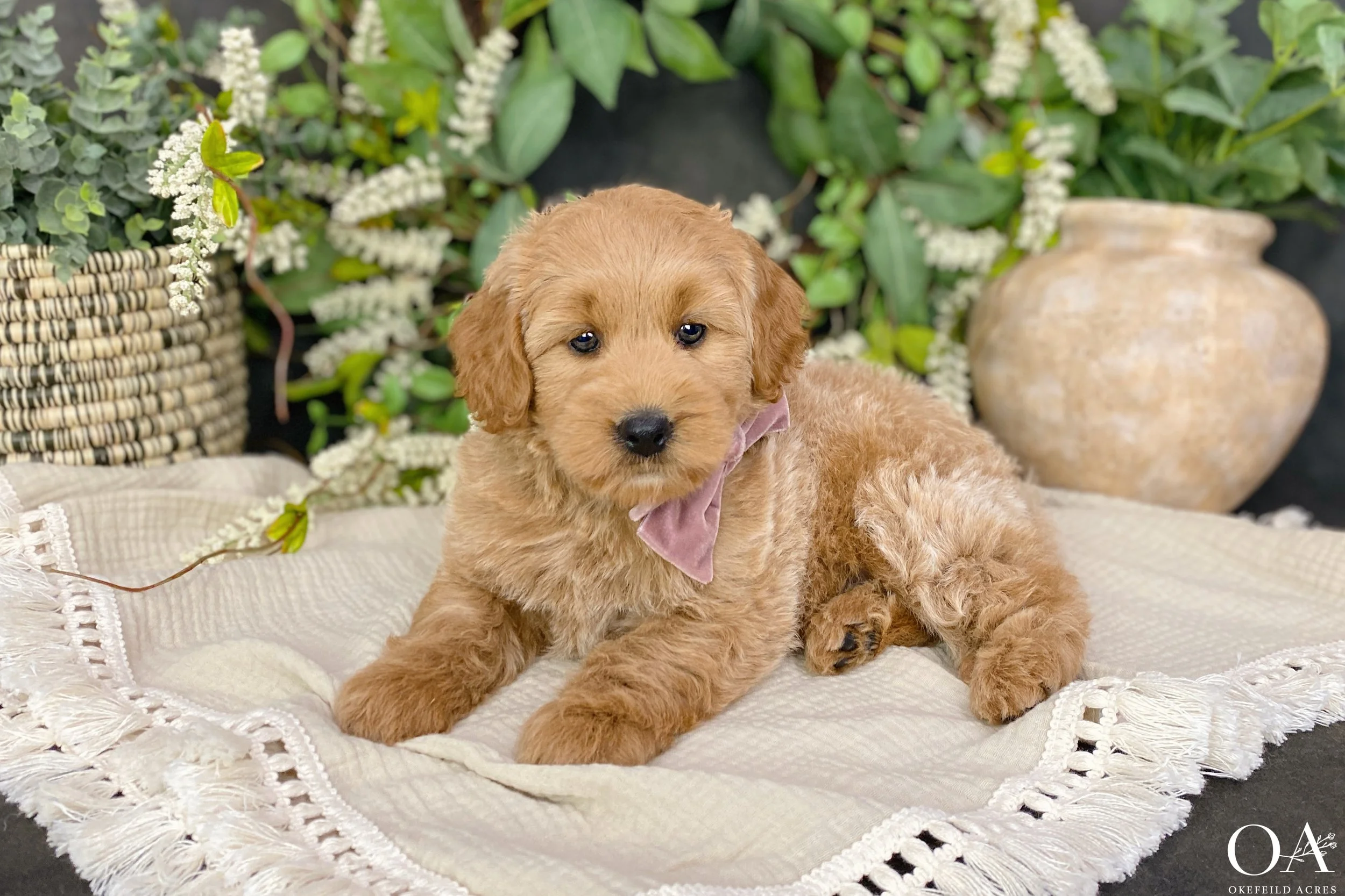 Apricot-Millie-Okefeild-Acres-Mini-English-Teddybear-Goldendoodle-Puppies-5-Copy20241015184302.jpg