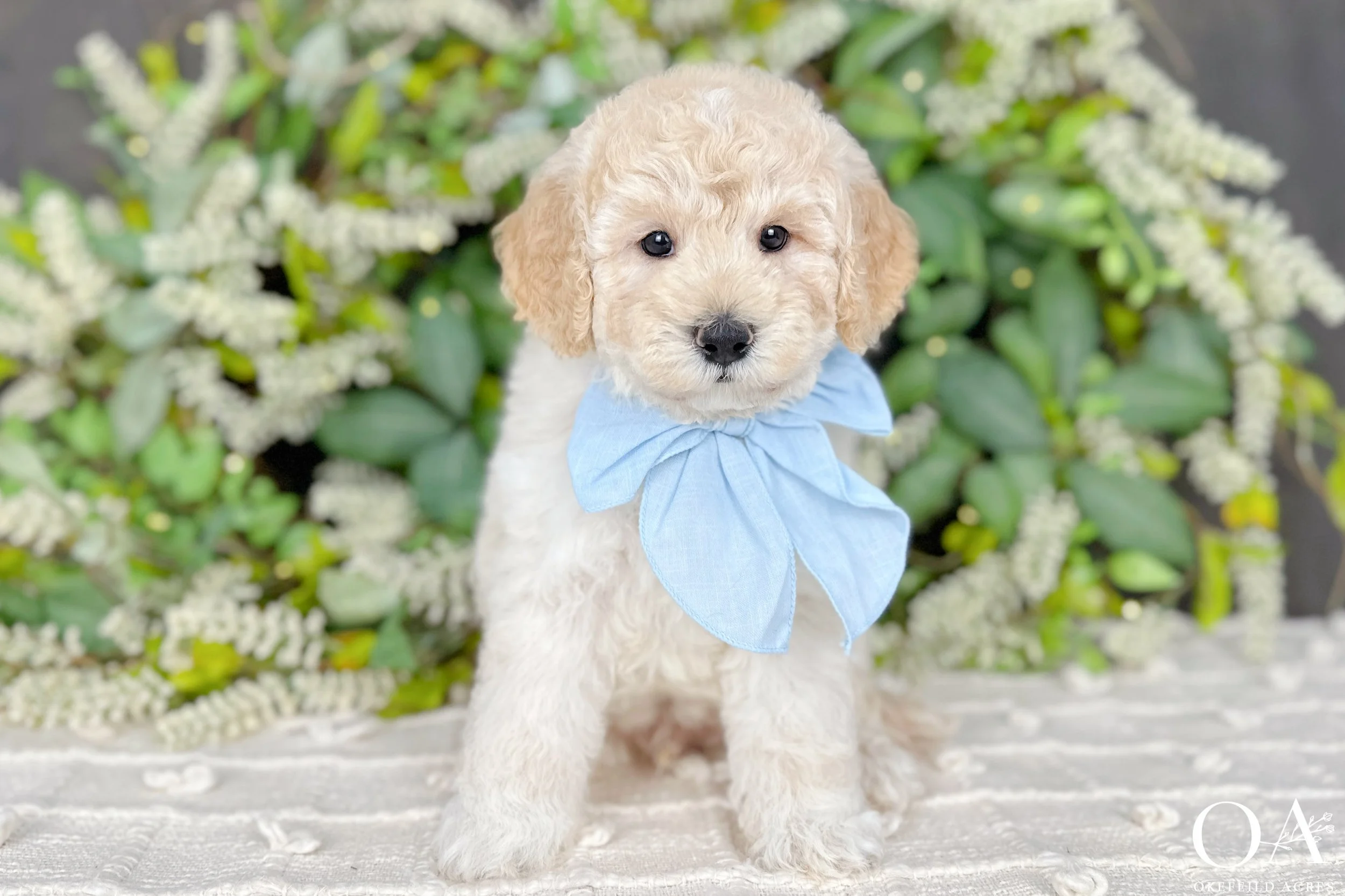 Cream-Oliver-F1b-Mini-Teddy-Bear-Goldendoodle-Puppy-Okefeild-Acres-2.jpg