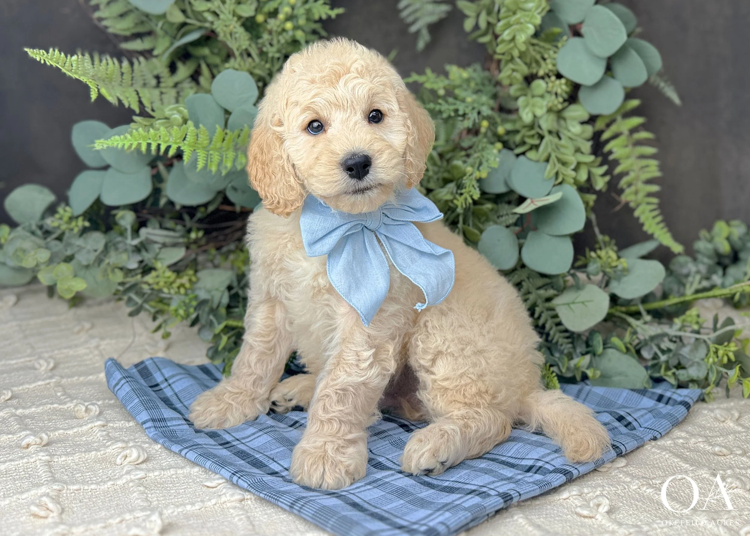Apricot-Ellie-F2b-Medium-English-Teddybear-Goldendoodle-Puppies-Okefeild-Acres-3.jpg