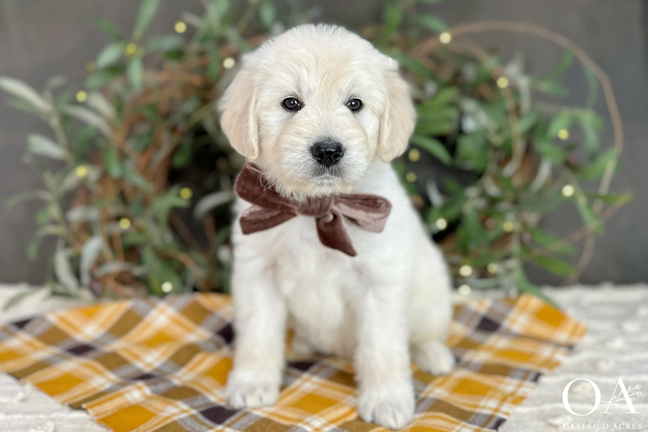 Cream-Kateryna-Lincoln-Okefeild-Acres-F1-Standard-English-Teddybear-Goldendoodle-2-Copy20241015184449.jpg