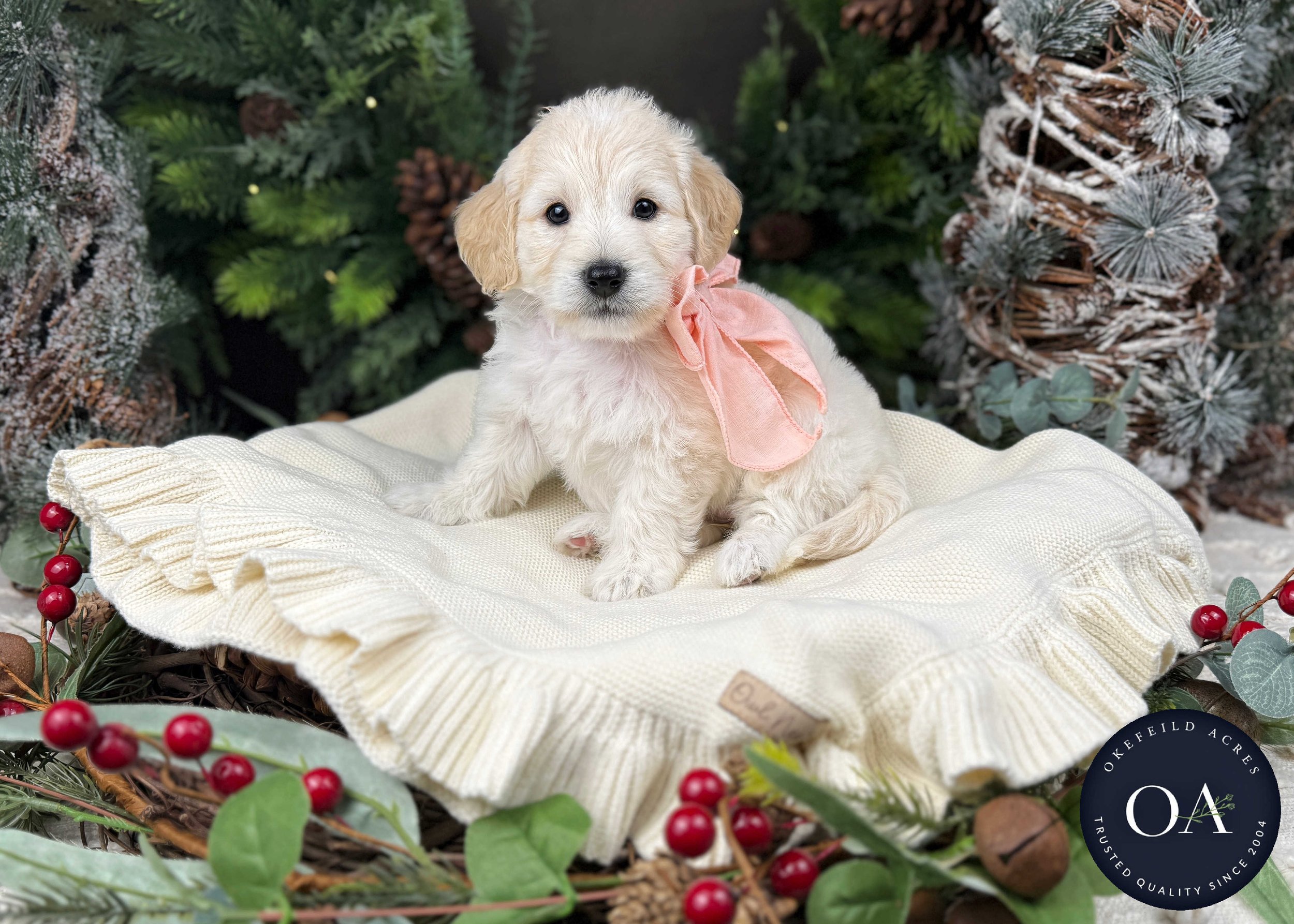 Cream-Olivia-F1b-Toy-English-Teddy-Bear-Goldendoodle-Puppy-For-Sale-Okefeild-Acres-Missouri-1.jpg