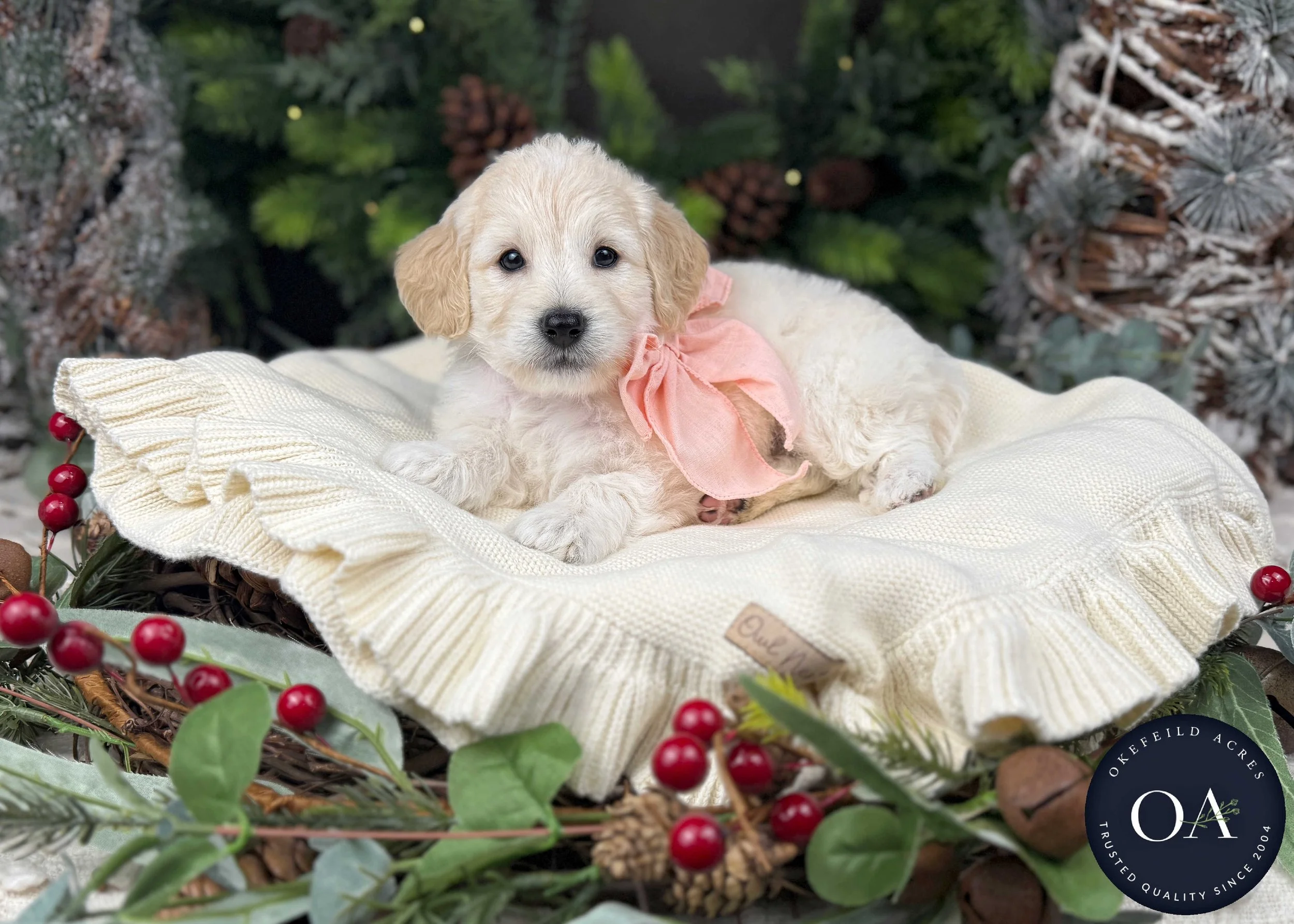 Cream-Olivia-F1b-Toy-English-Teddy-Bear-Goldendoodle-Puppy-For-Sale-Okefeild-Acres-Missouri-2 (2).jpg