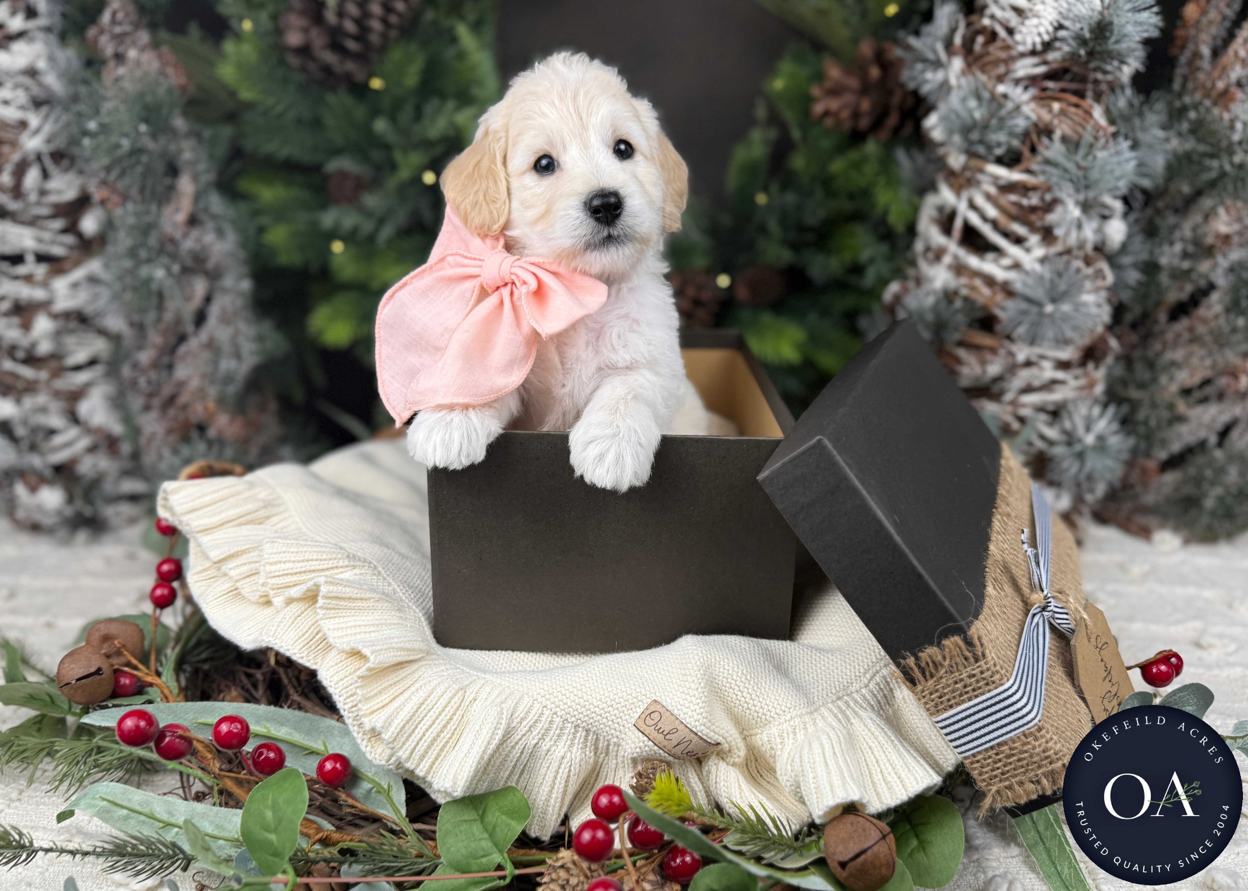 Cream-Olivia-F1b-Toy-English-Teddy-Bear-Goldendoodle-Puppy-For-Sale-Okefeild-Acres-Missouri-3.jpg