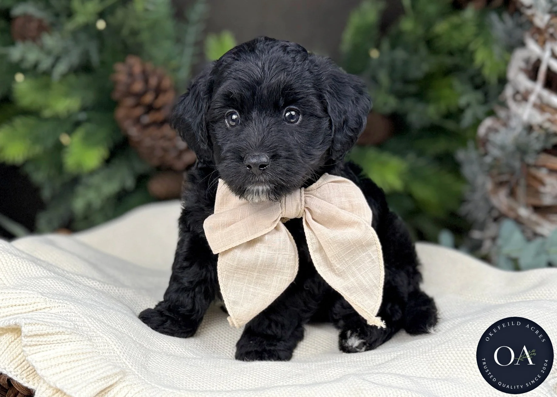 Black-OJ-F1b-Toy-English-Teddy-Bear-Goldendoodle-Puppy-For-Sale-Okefeild-Acres-Missouri-1 (1).jpg
