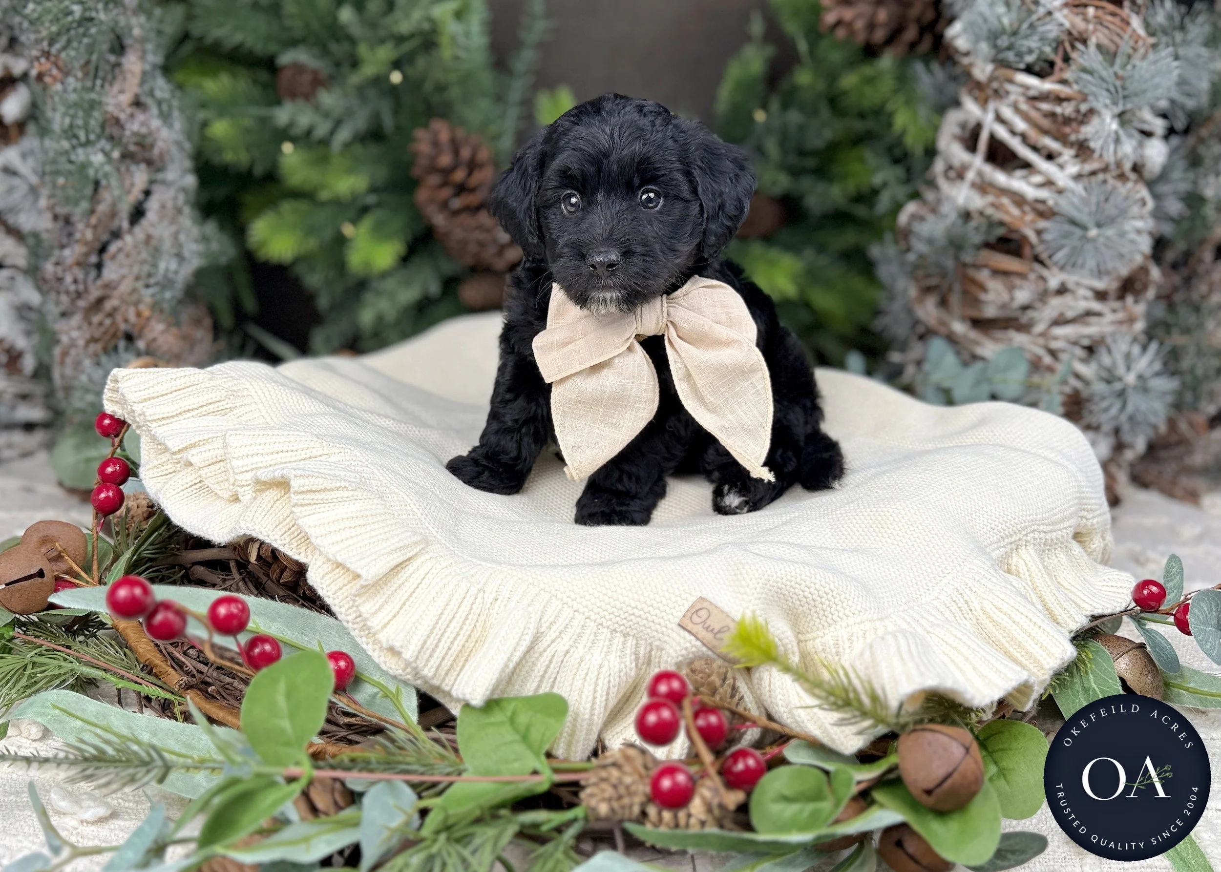 Black-OJ-F1b-Toy-English-Teddy-Bear-Goldendoodle-Puppy-For-Sale-Okefeild-Acres-Missouri-1.jpg