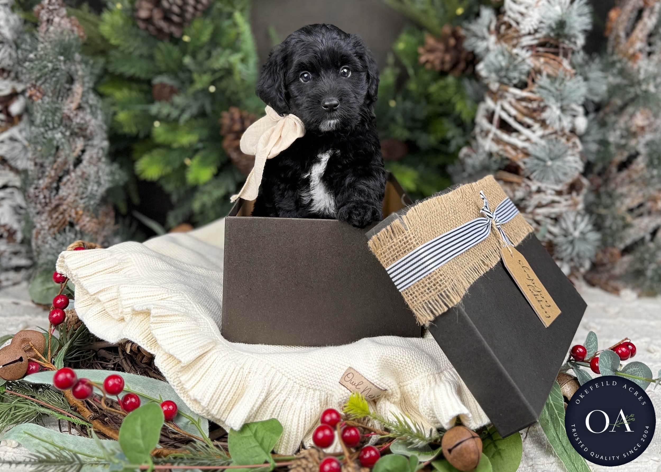 Black-OJ-F1b-Toy-English-Teddy-Bear-Goldendoodle-Puppy-For-Sale-Okefeild-Acres-Missouri-3.jpg