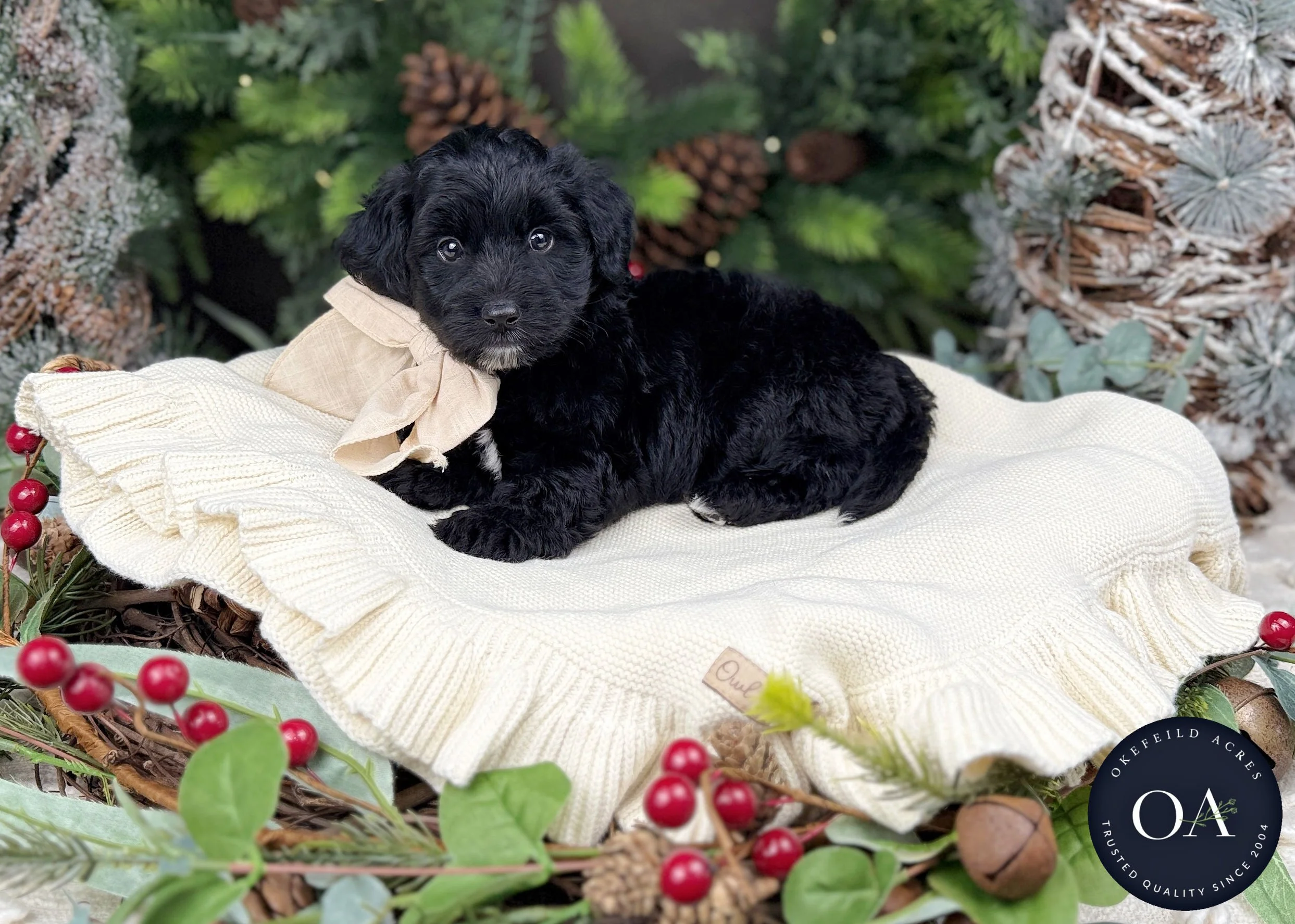 Black-OJ-F1b-Toy-English-Teddy-Bear-Goldendoodle-Puppy-For-Sale-Okefeild-Acres-Missouri-2.jpg