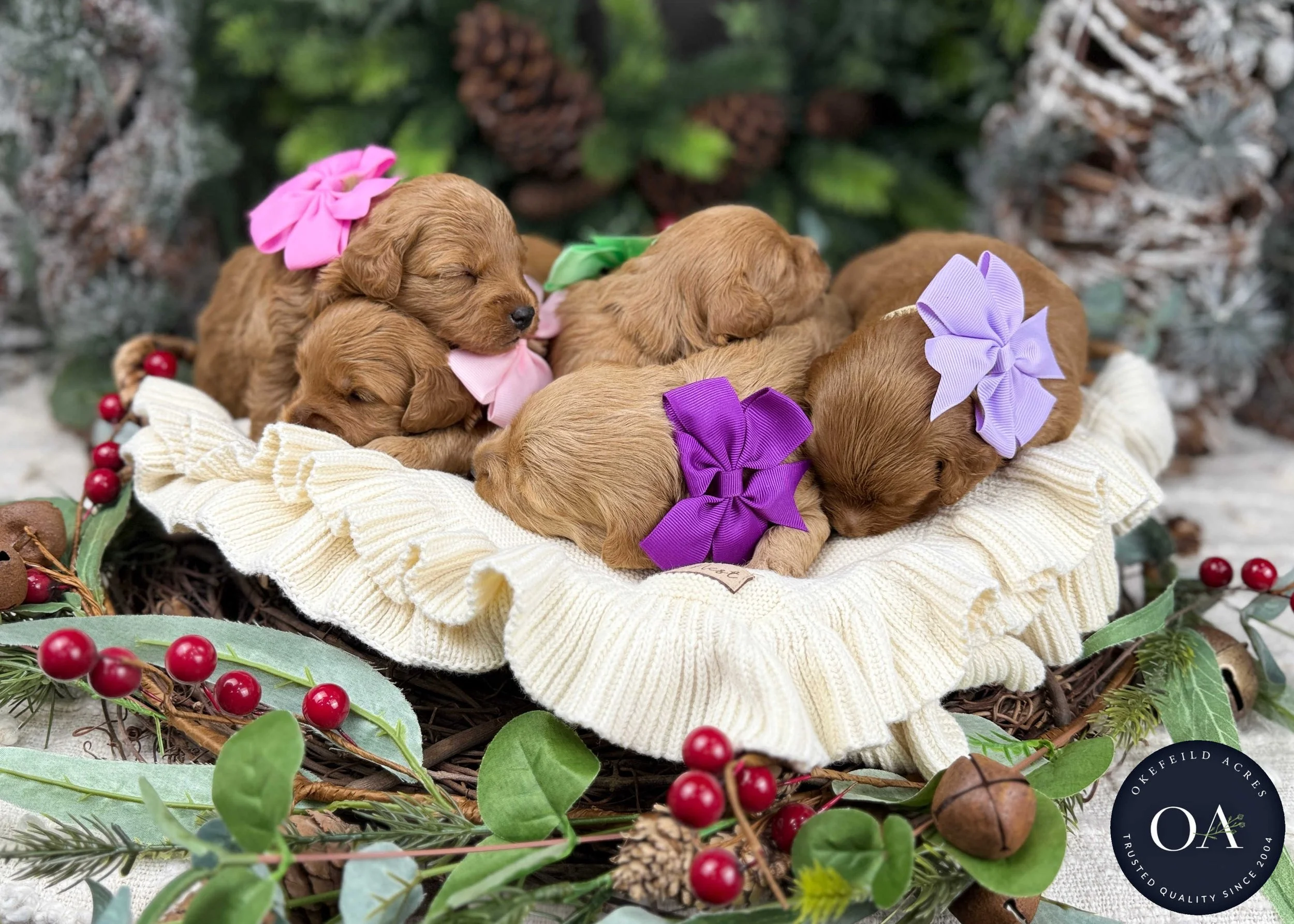 Dark-Apricot-Females-F1b-Mini-English-Teddy-Bear-Goldendoodle-Puppy-For-Sale-Okefeild-Acres-Missouri.jpg (Copy) (Copy)