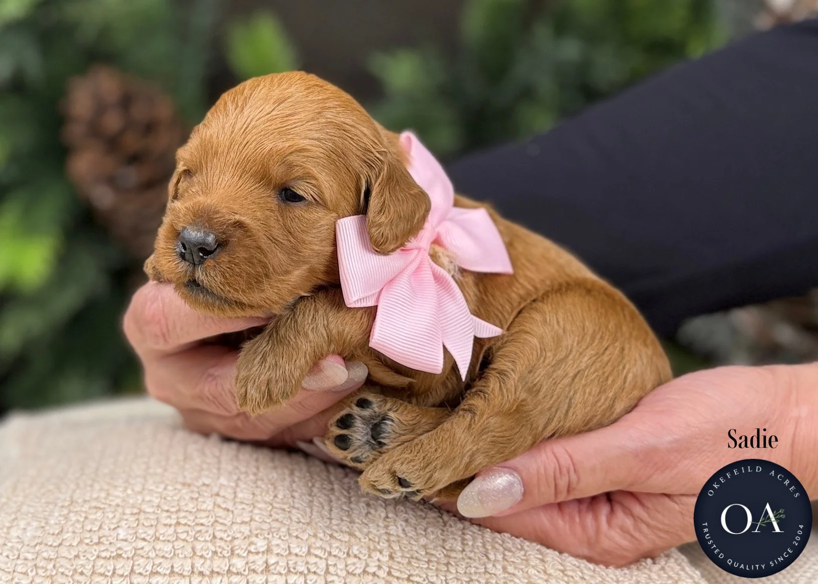 Dark-Apricot-Sadie-F1b-Mini-English-Teddy-Bear-Goldendoodle-Puppy-For-Sale-Okefeild-Acres-Missouri.jpg (Copy) (Copy)