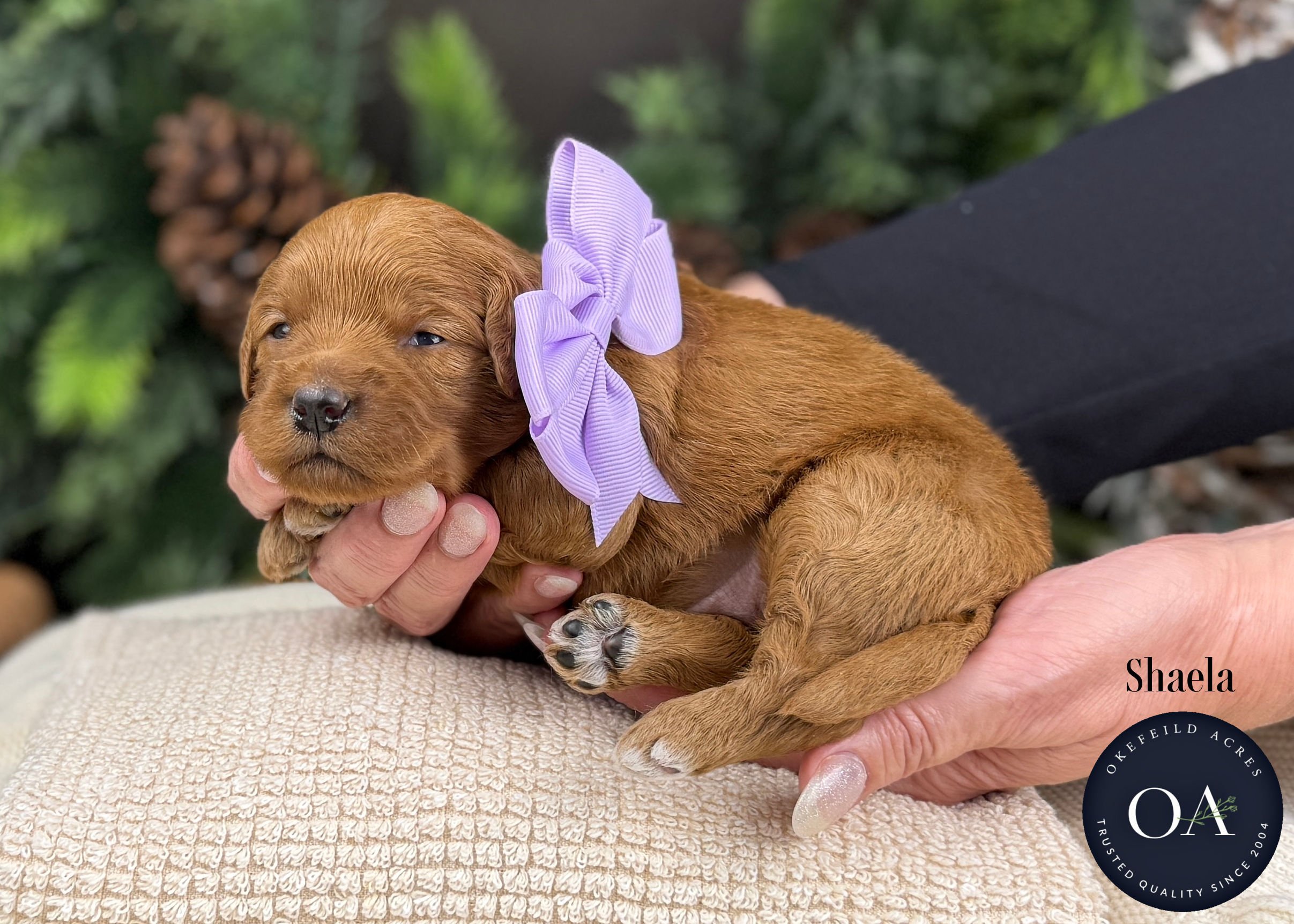 Dark-Apricot-Shaela-F1b-Mini-English-Teddy-Bear-Goldendoodle-Puppy-For-Sale-Okefeild-Acres-Missouri.jpg (Copy) (Copy)