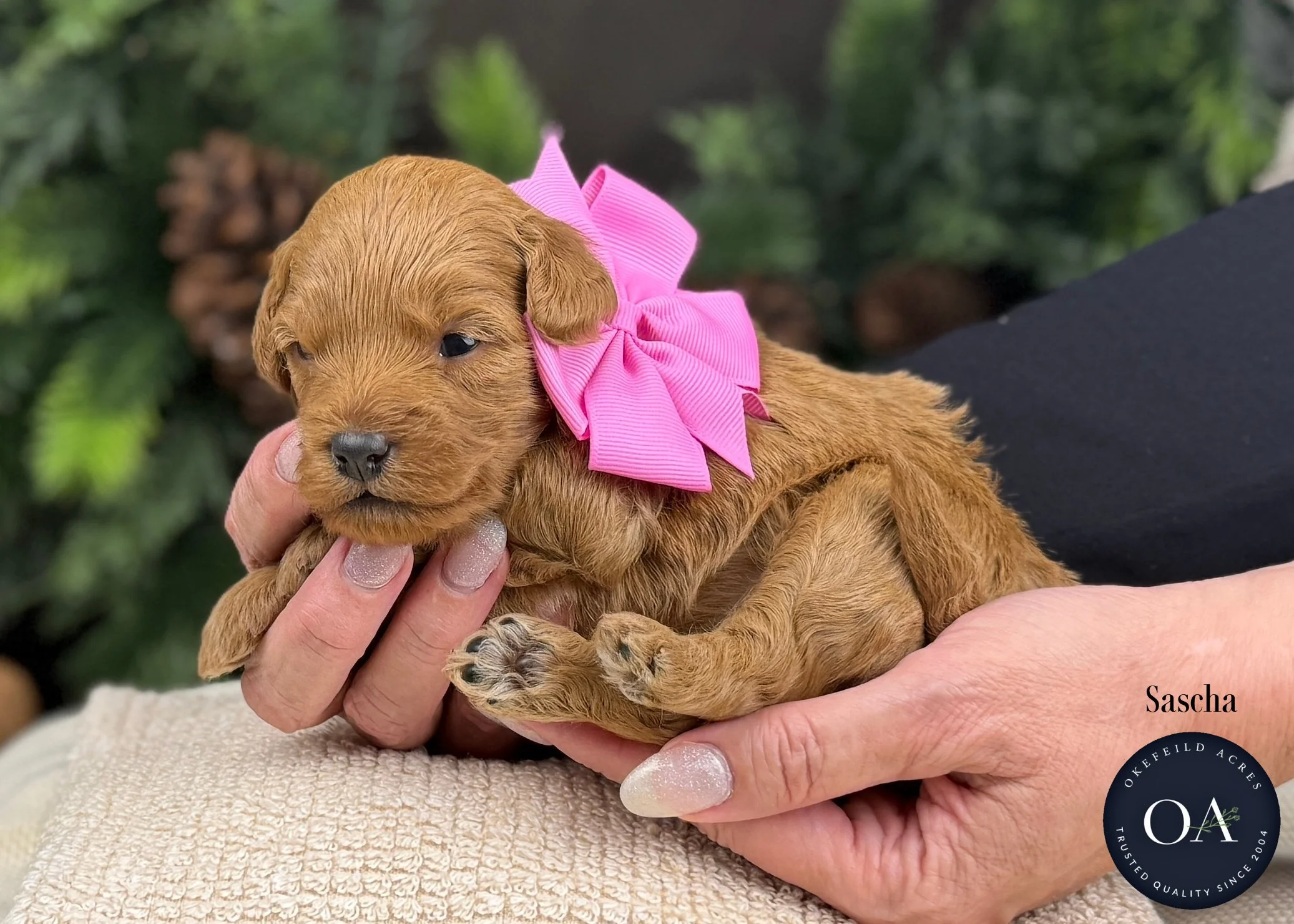 Dark-Apricot-Sascha-F1b-Mini-English-Teddy-Bear-Goldendoodle-Puppy-For-Sale-Okefeild-Acres-Missouri.jpg (Copy) (Copy)