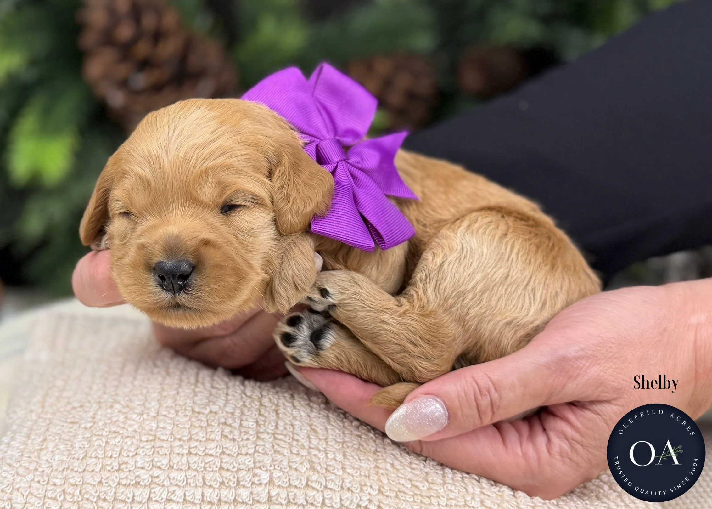 Dark-Apricot-Shelby-F1b-Mini-English-Teddy-Bear-Goldendoodle-Puppy-For-Sale-Okefeild-Acres-Missouri.jpg (Copy) (Copy)
