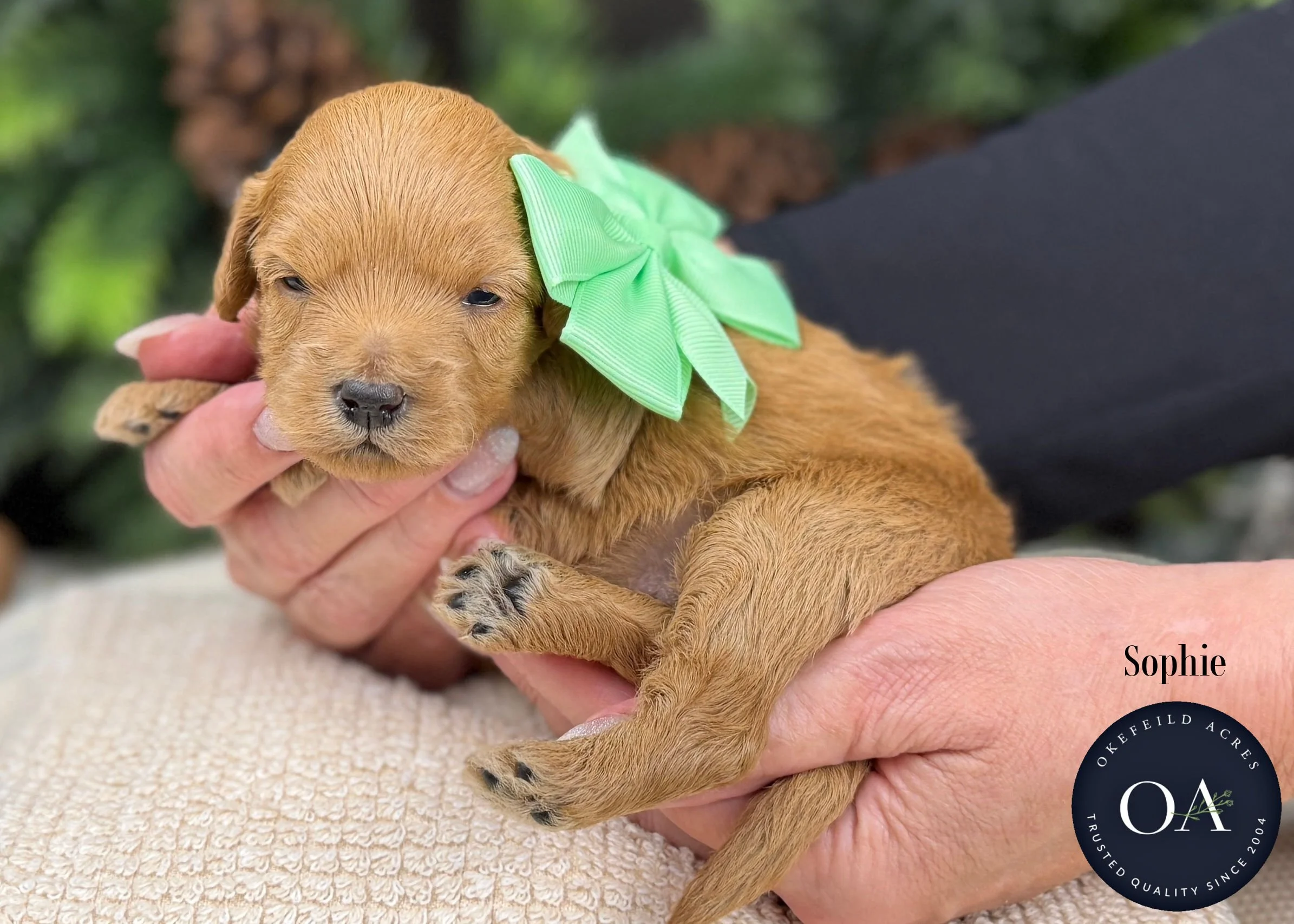 Dark-Apricot-Sophie-F1b-Mini-English-Teddy-Bear-Goldendoodle-Puppy-For-Sale-Okefeild-Acres-Missouri.jpg (Copy) (Copy)