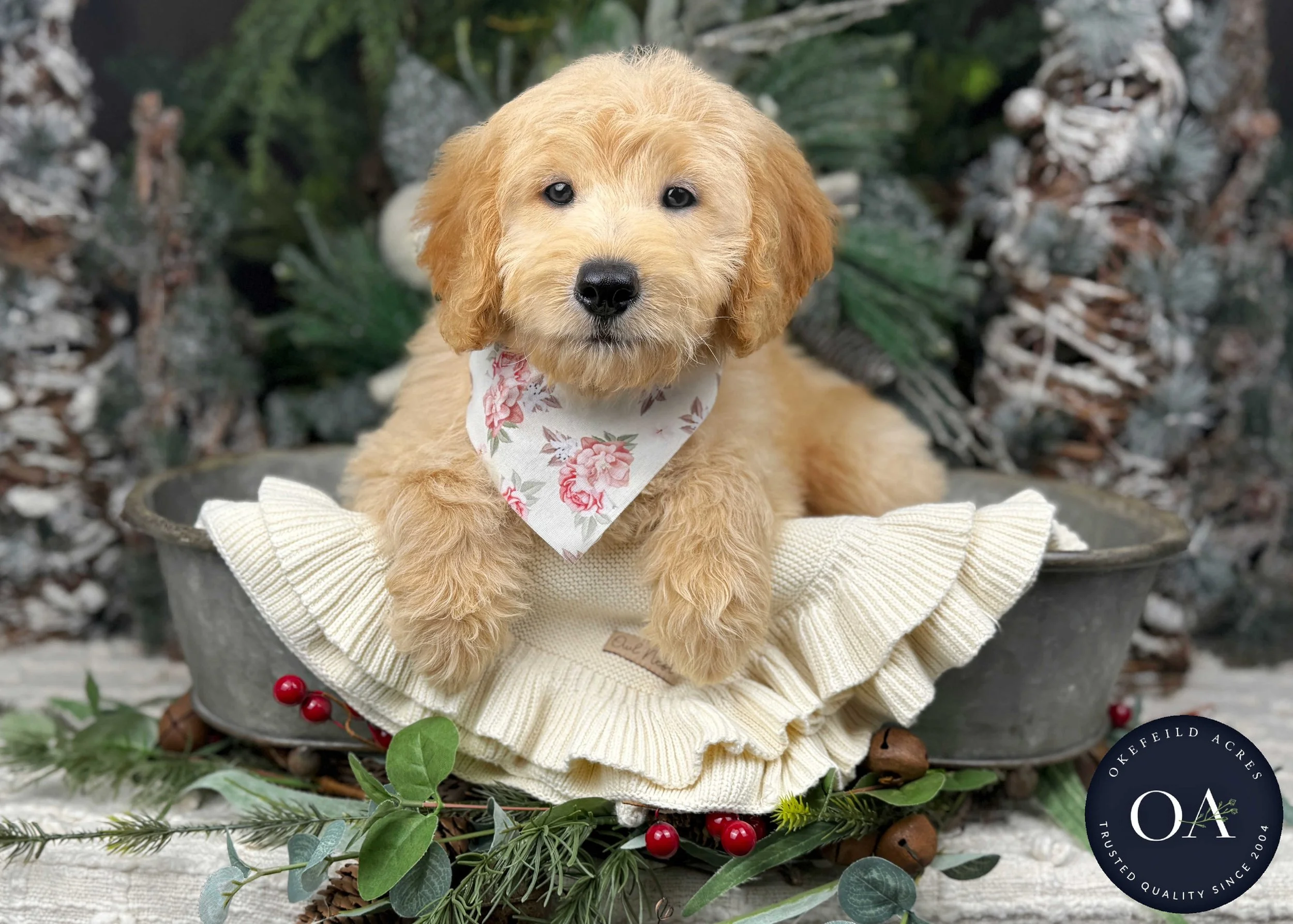 Light-Apricot-Jaimie-F1b-Mini-English-Teddy-Bear-Goldendoodle-Puppy-For-Sale-Okefeild-Acres-Missouri-2.jpg