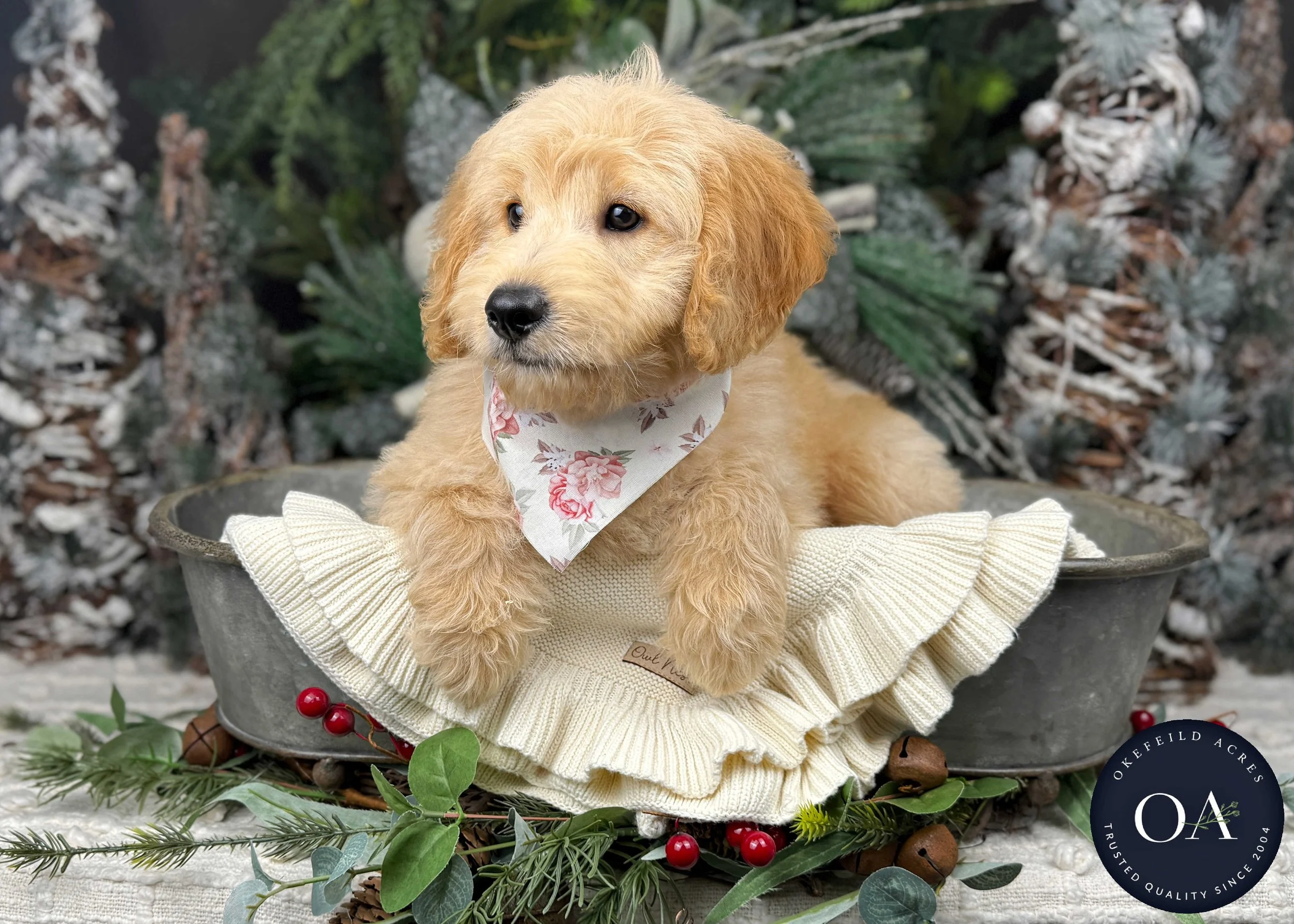 Light-Apricot-Jaimie-F1b-Mini-English-Teddy-Bear-Goldendoodle-Puppy-For-Sale-Okefeild-Acres-Missouri-1.jpg