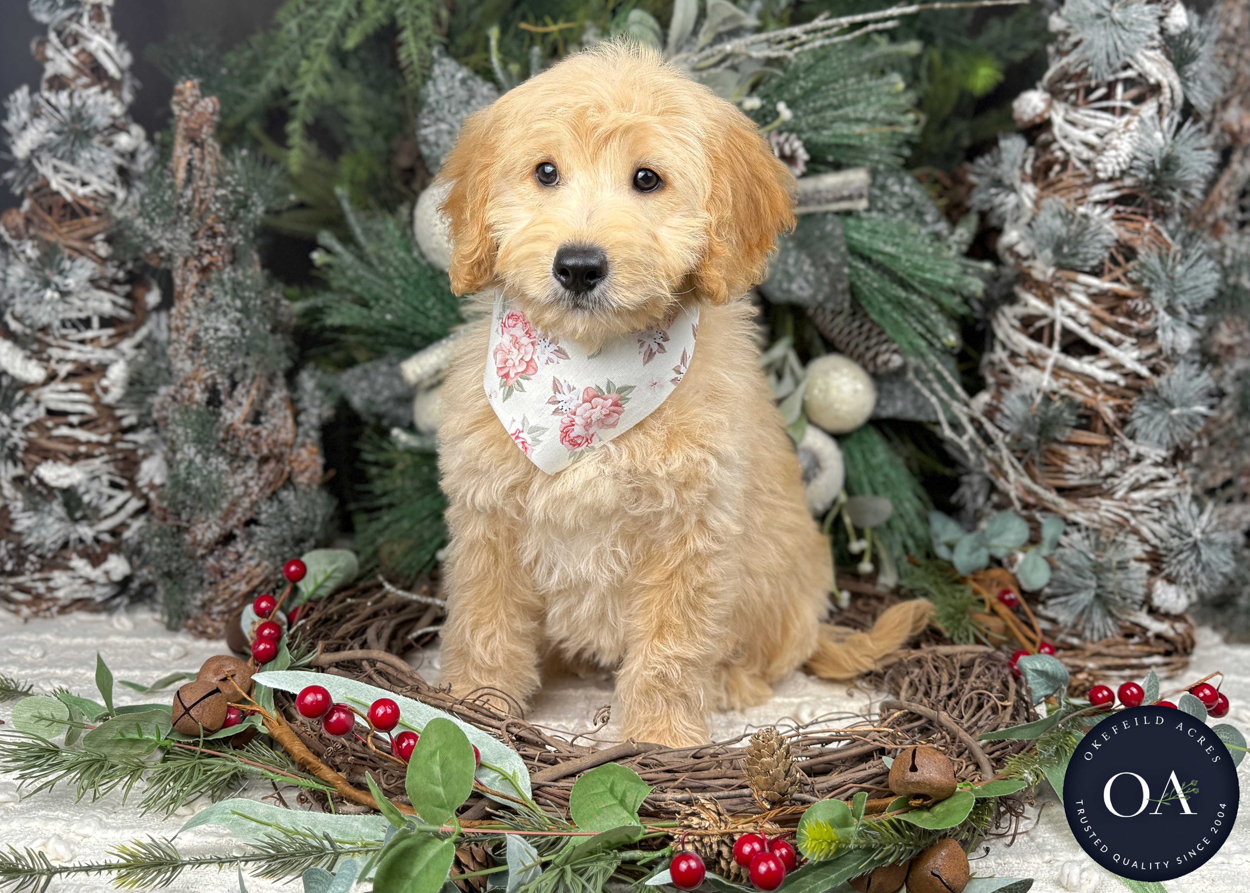Light-Apricot-Jaimie-F1b-Mini-English-Teddy-Bear-Goldendoodle-Puppy-For-Sale-Okefeild-Acres-Missouri-3.jpg