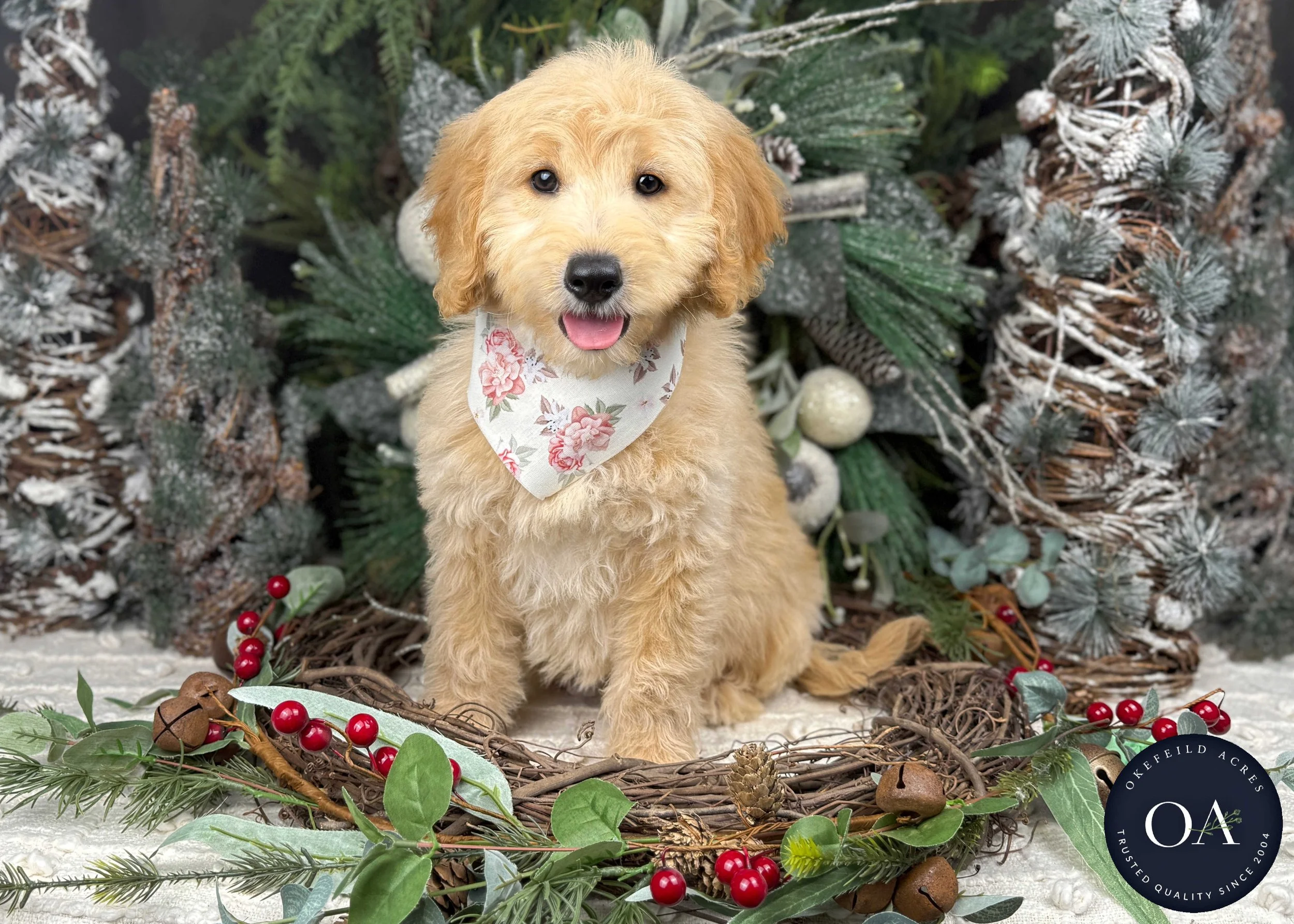 Light-Apricot-Jaimie-F1b-Mini-English-Teddy-Bear-Goldendoodle-Puppy-For-Sale-Okefeild-Acres-Missouri-4.jpg
