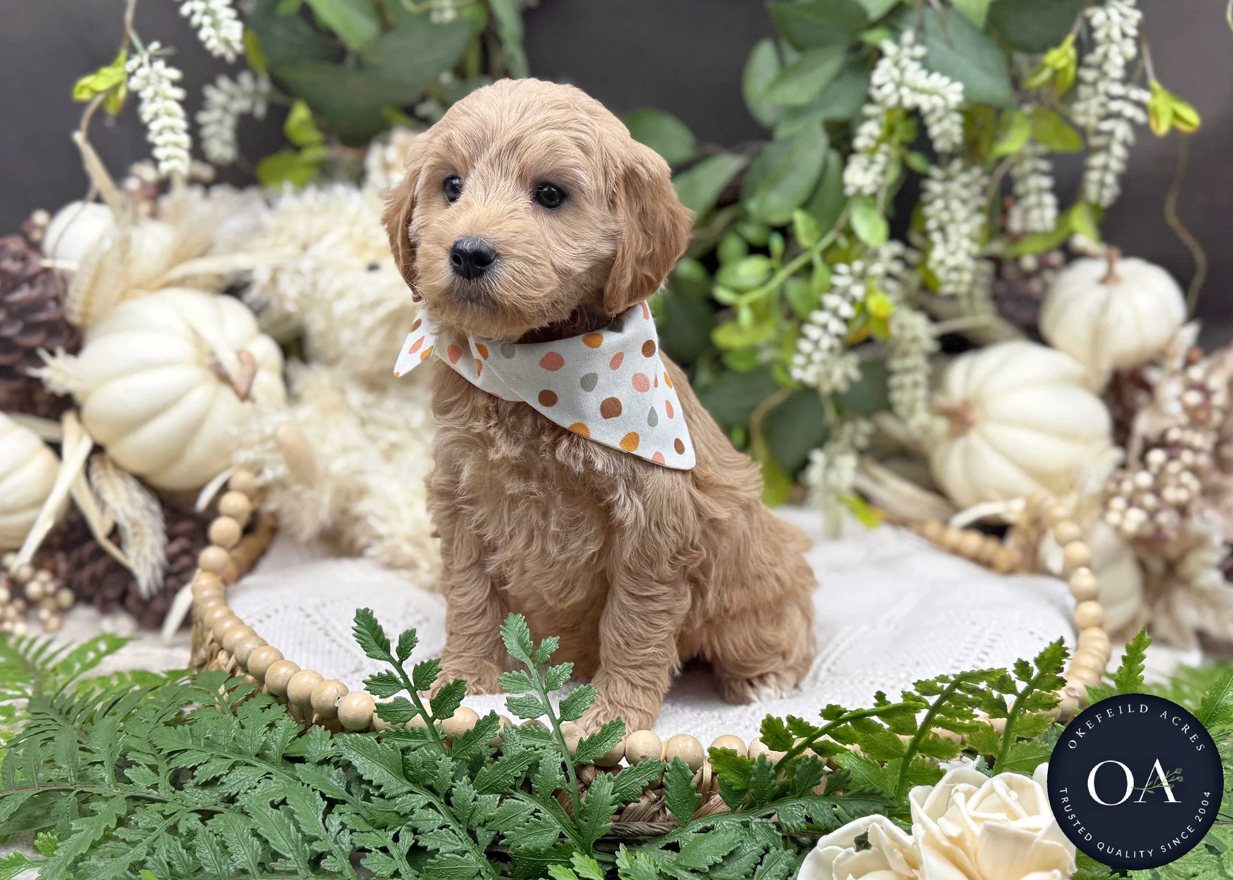 Apricot-Jillian-Female-F1b-Mini-English-Teddybear-Goldendoodle-Okefeild-Acres-Missouri-1.jpg