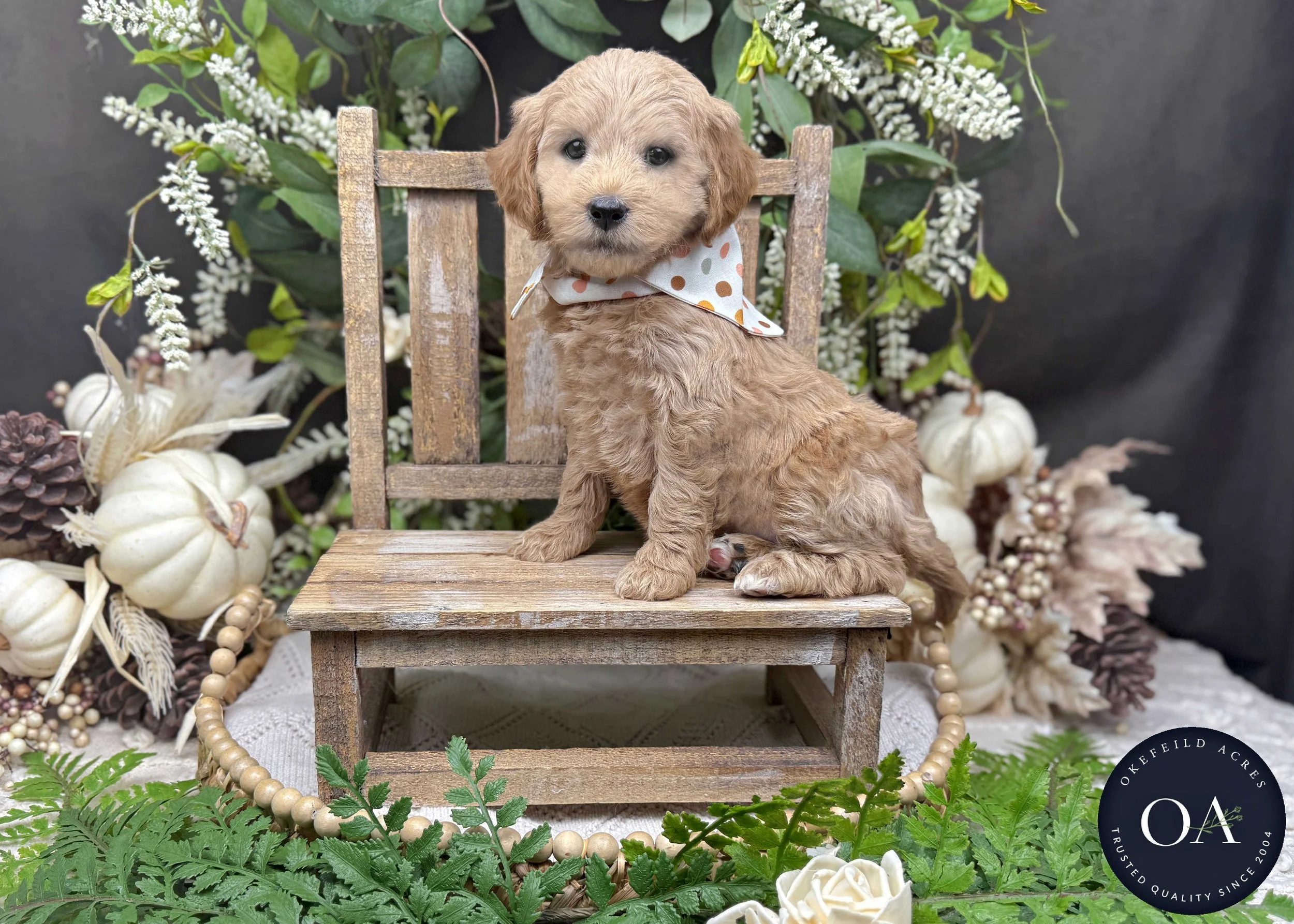 Apricot-Jillian-Female-F1b-Mini-English-Teddybear-Goldendoodle-Okefeild-Acres-Missouri-5.jpg