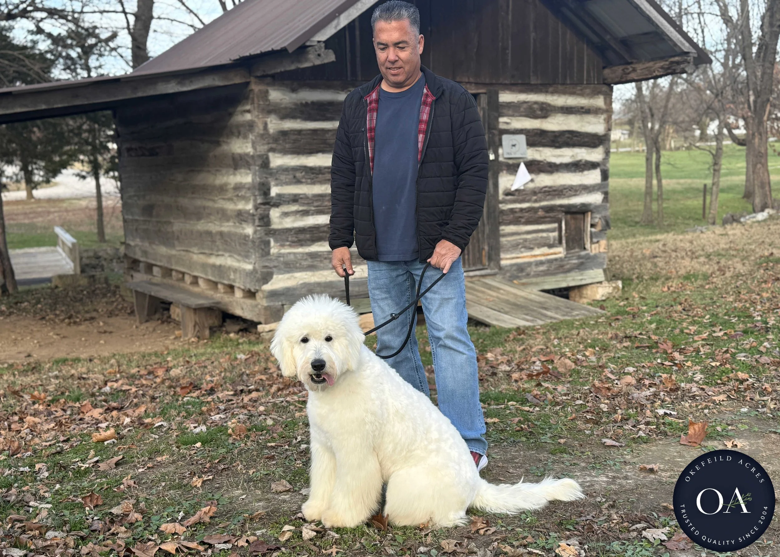 Cream-Kendra-F1-Standard-English-Teddy-Bear-Goldendoodle-Dam-Okefeild-Acres-Missour-4.jpg