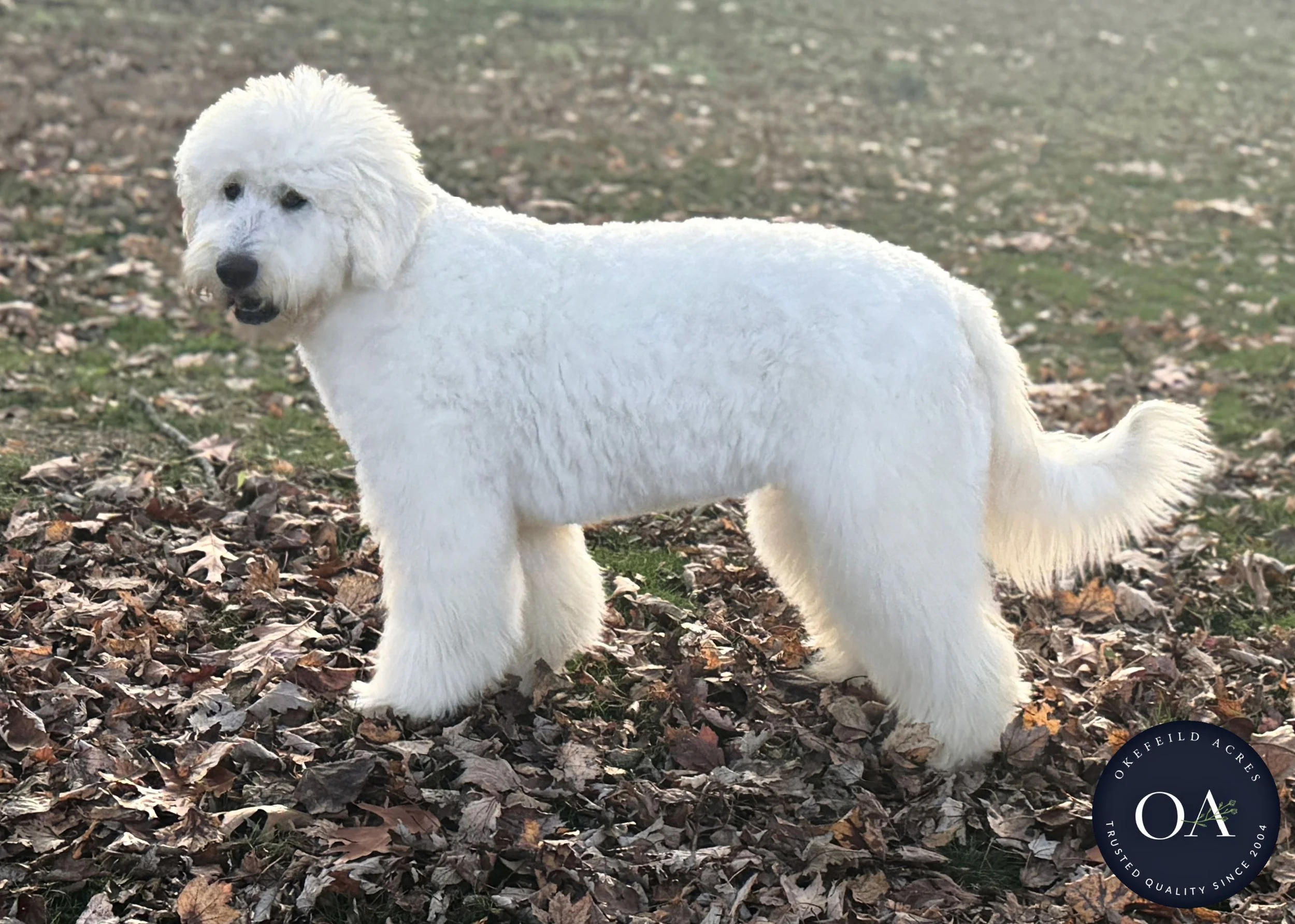 Cream-Kendra-F1-Standard-English-Teddy-Bear-Goldendoodle-Dam-Okefeild-Acres-Missour-5.jpg