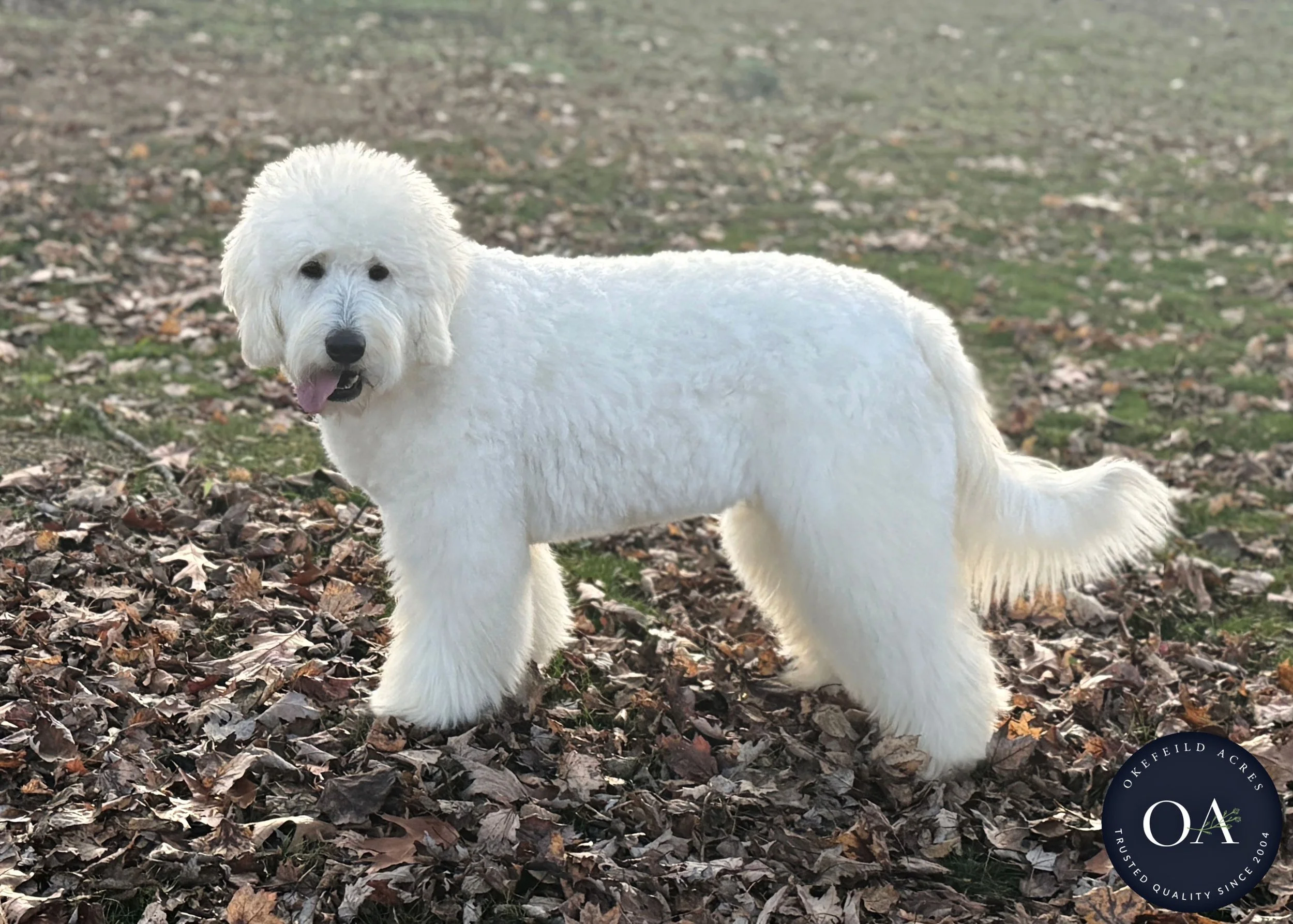 Cream-Kendra-F1-Standard-English-Teddy-Bear-Goldendoodle-Dam-Okefeild-Acres-Missour-6.jpg