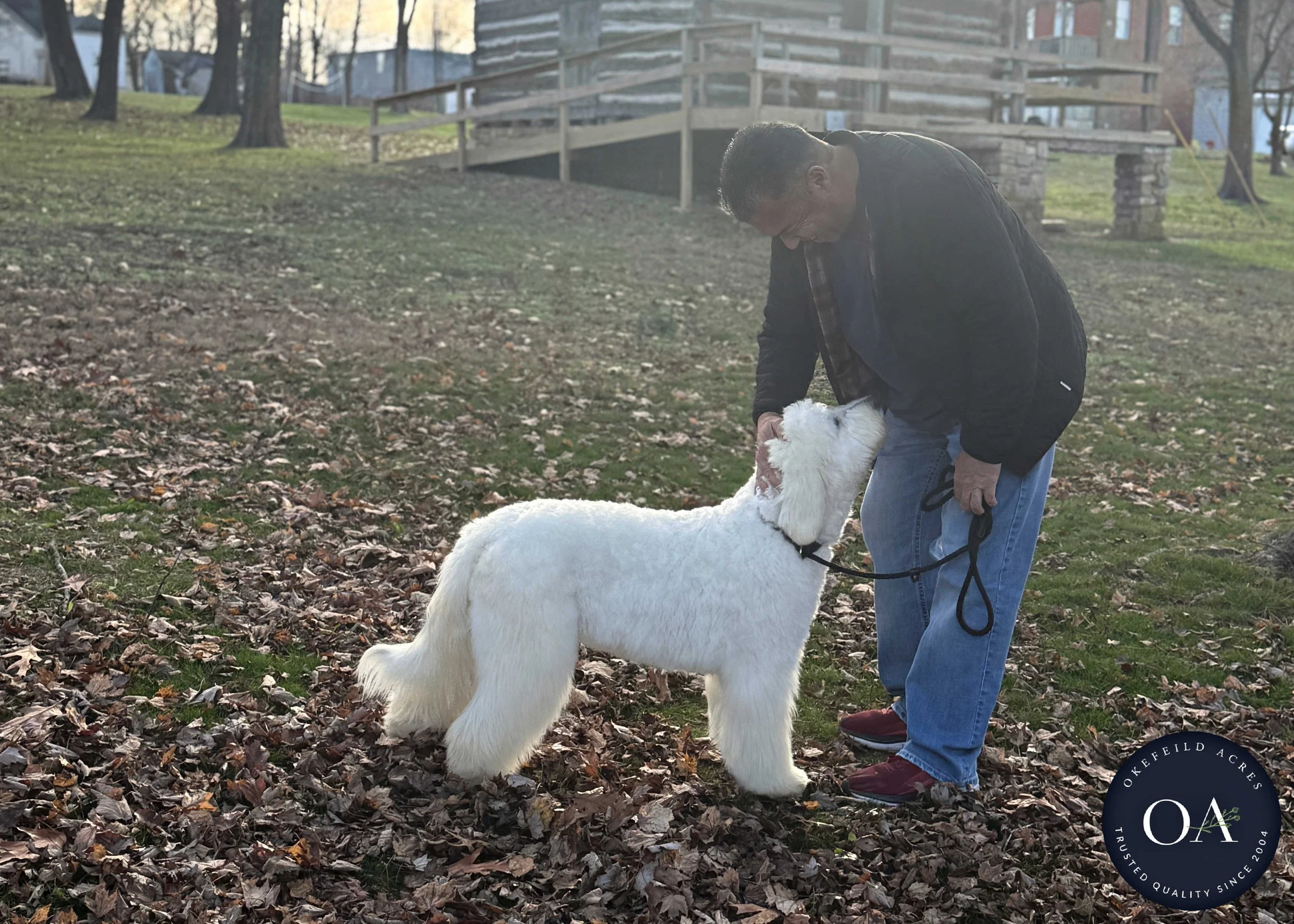 Cream-Kendra-F1-Standard-English-Teddy-Bear-Goldendoodle-Dam-Okefeild-Acres-Missour-7.jpg
