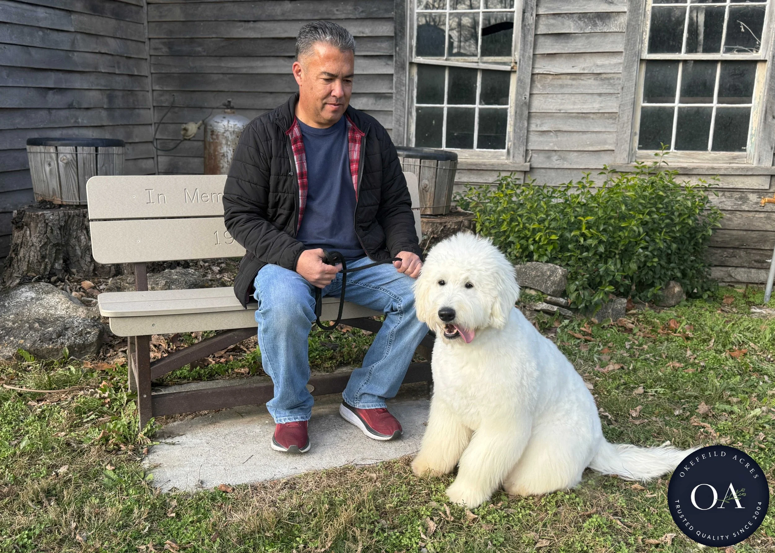 Cream-Kendra-F1-Standard-English-Teddy-Bear-Goldendoodle-Dam-Okefeild-Acres-Missour-8.jpg